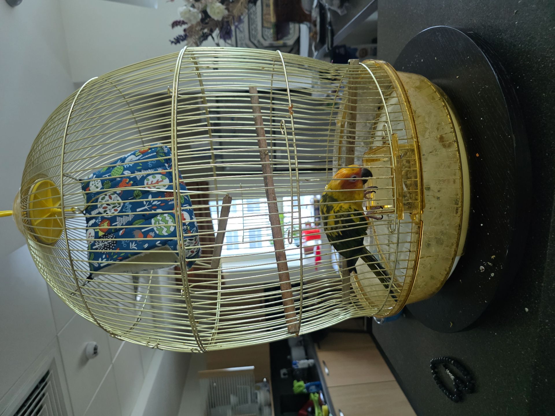 Mango parrot (sunconure) 8 months old - Image 8