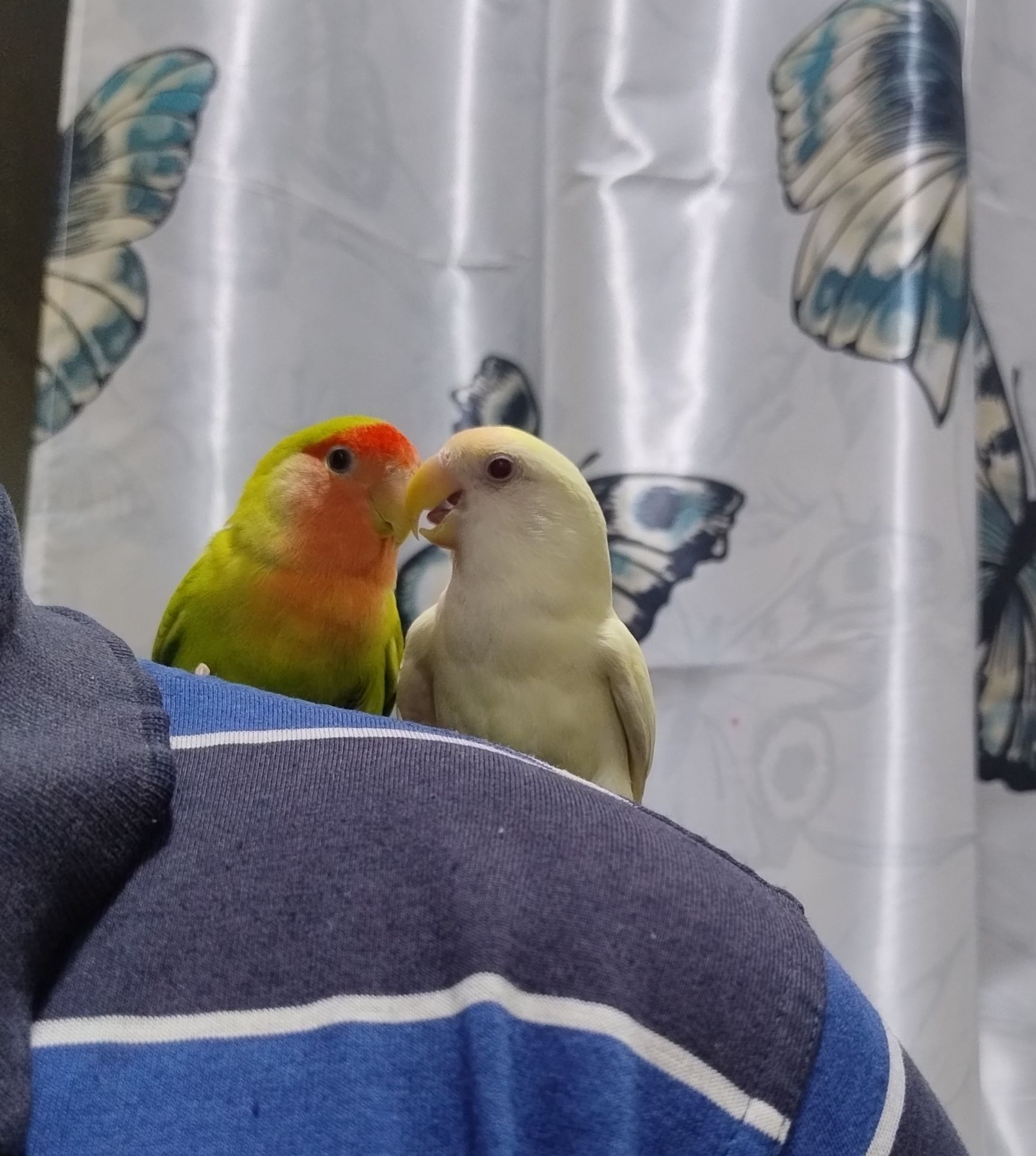 African Lovebirds - Image 3