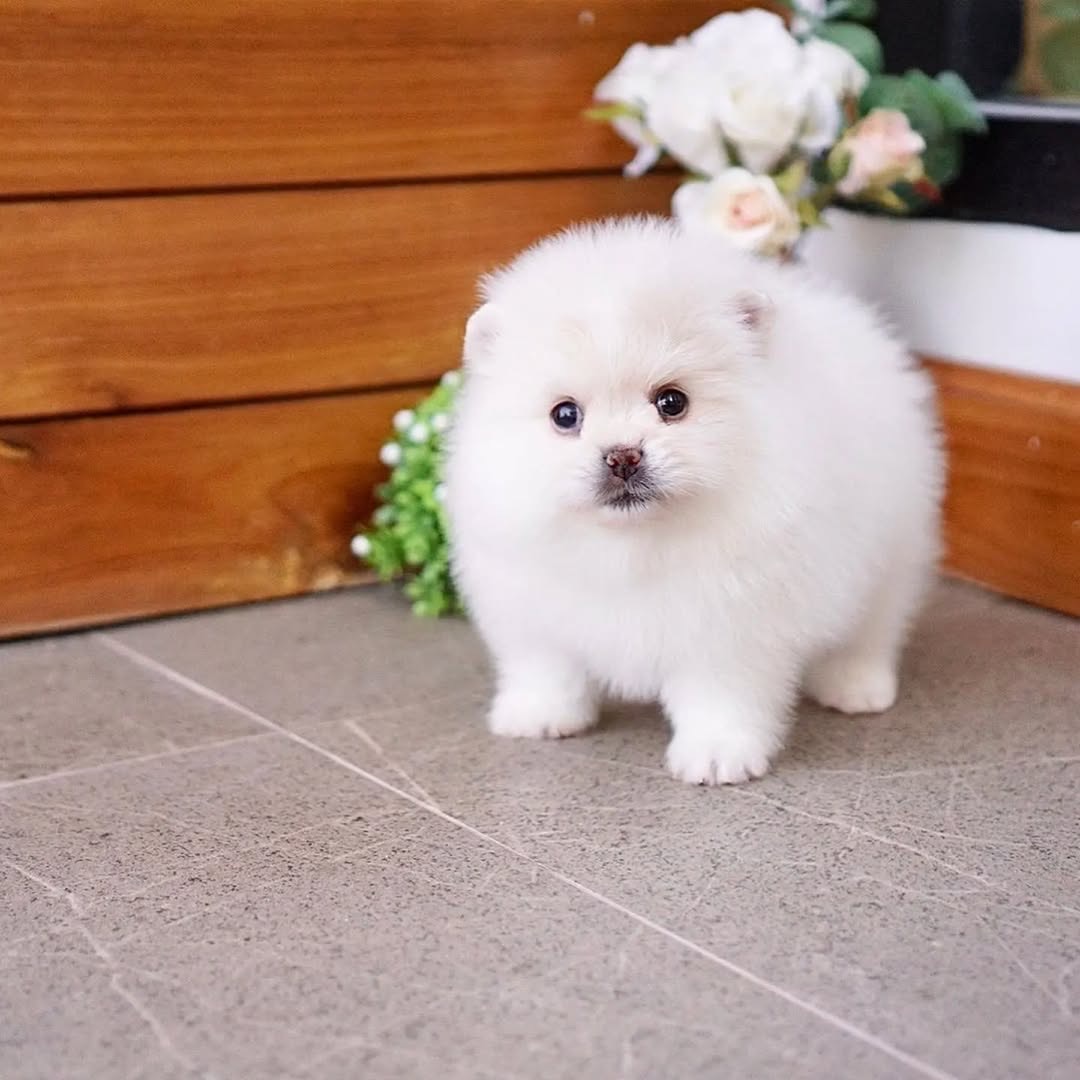 Amazing Pomeranian puppies ready for new home. - Image 2