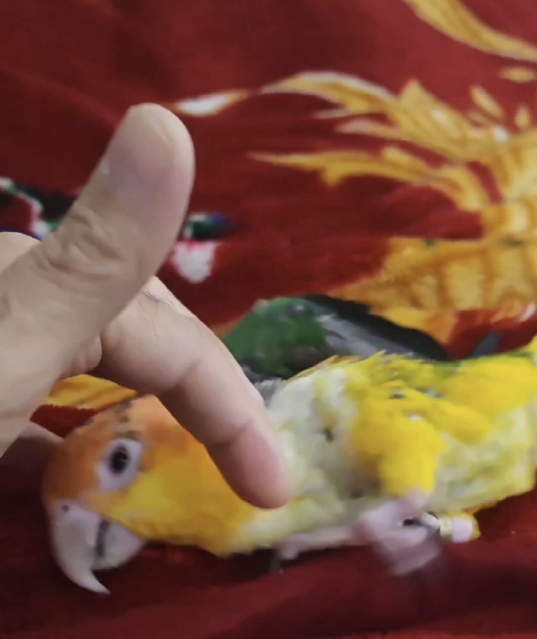 ببغاء كايك  Caique - Image 2