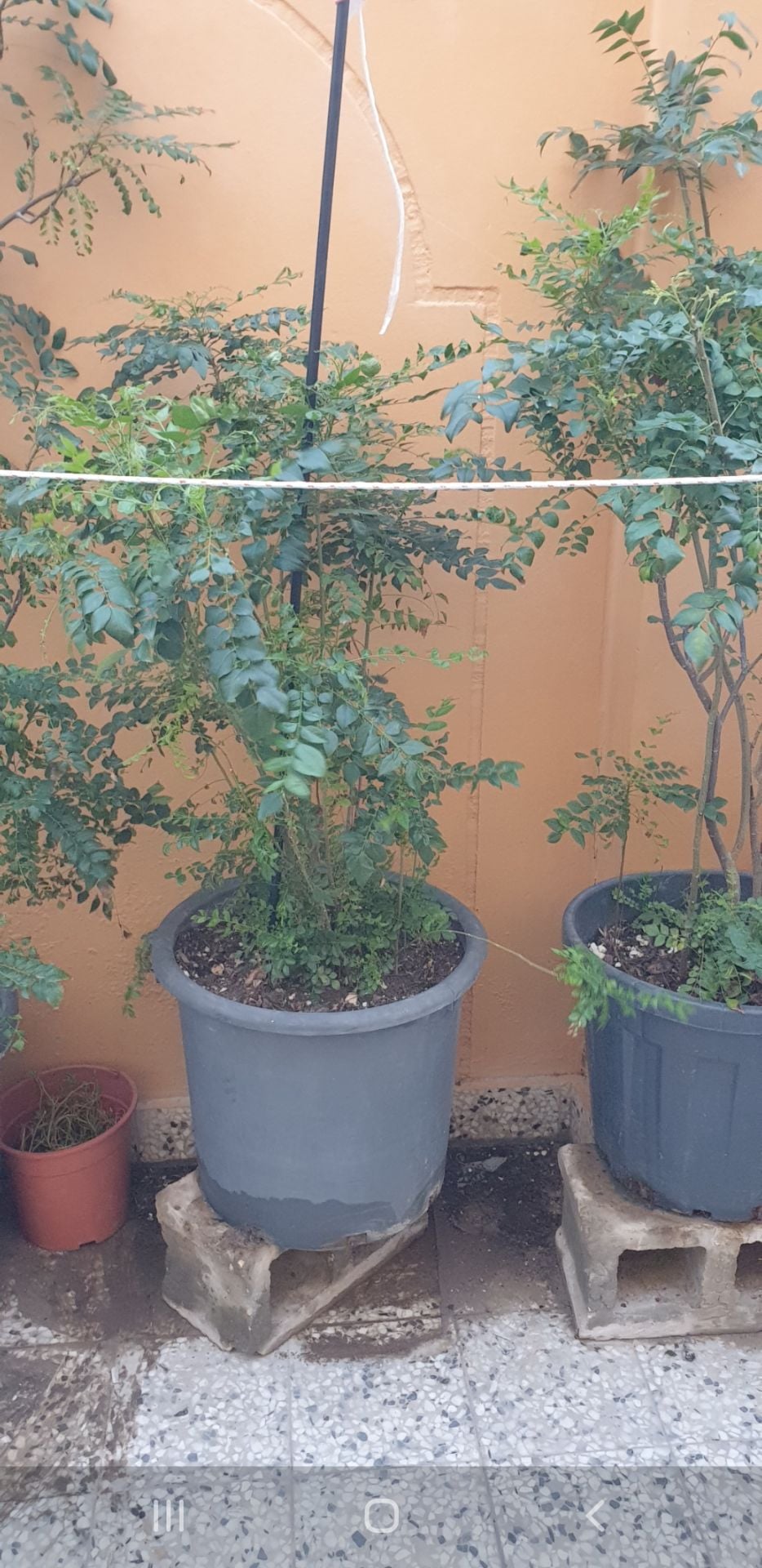 Curry leaves  - Image 2