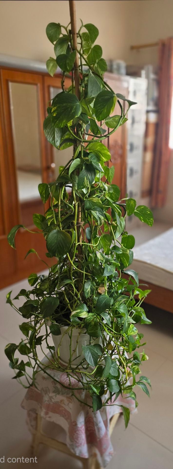 ​🌿 Extra Large & Bushy Money Plant (Golden Pothos) with Tall Support 🌿 - Image 4