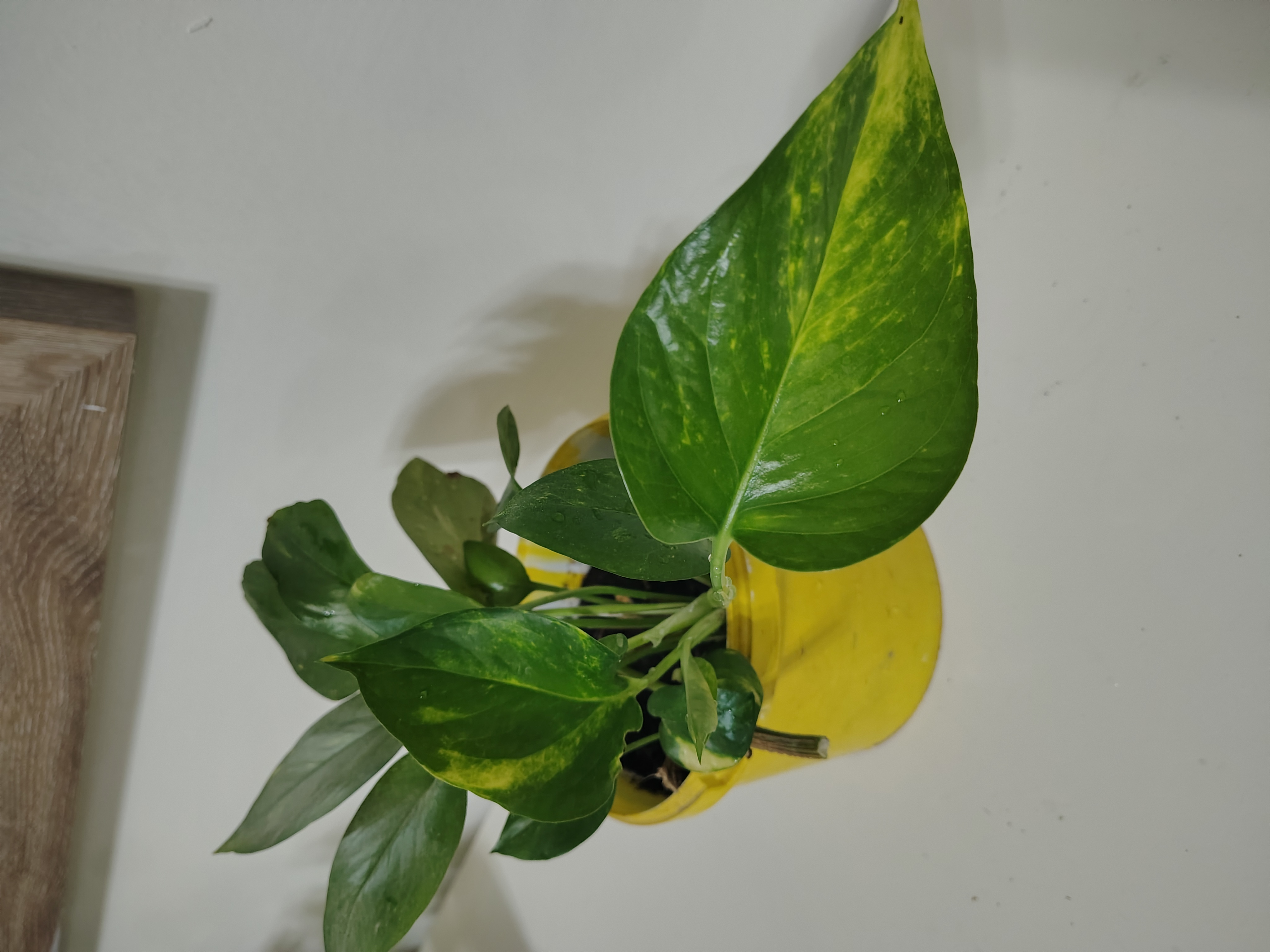 Money plants for sale - Image 6