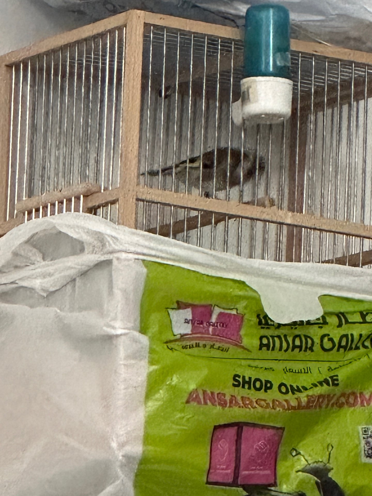 Hassoun female bird - Image 3