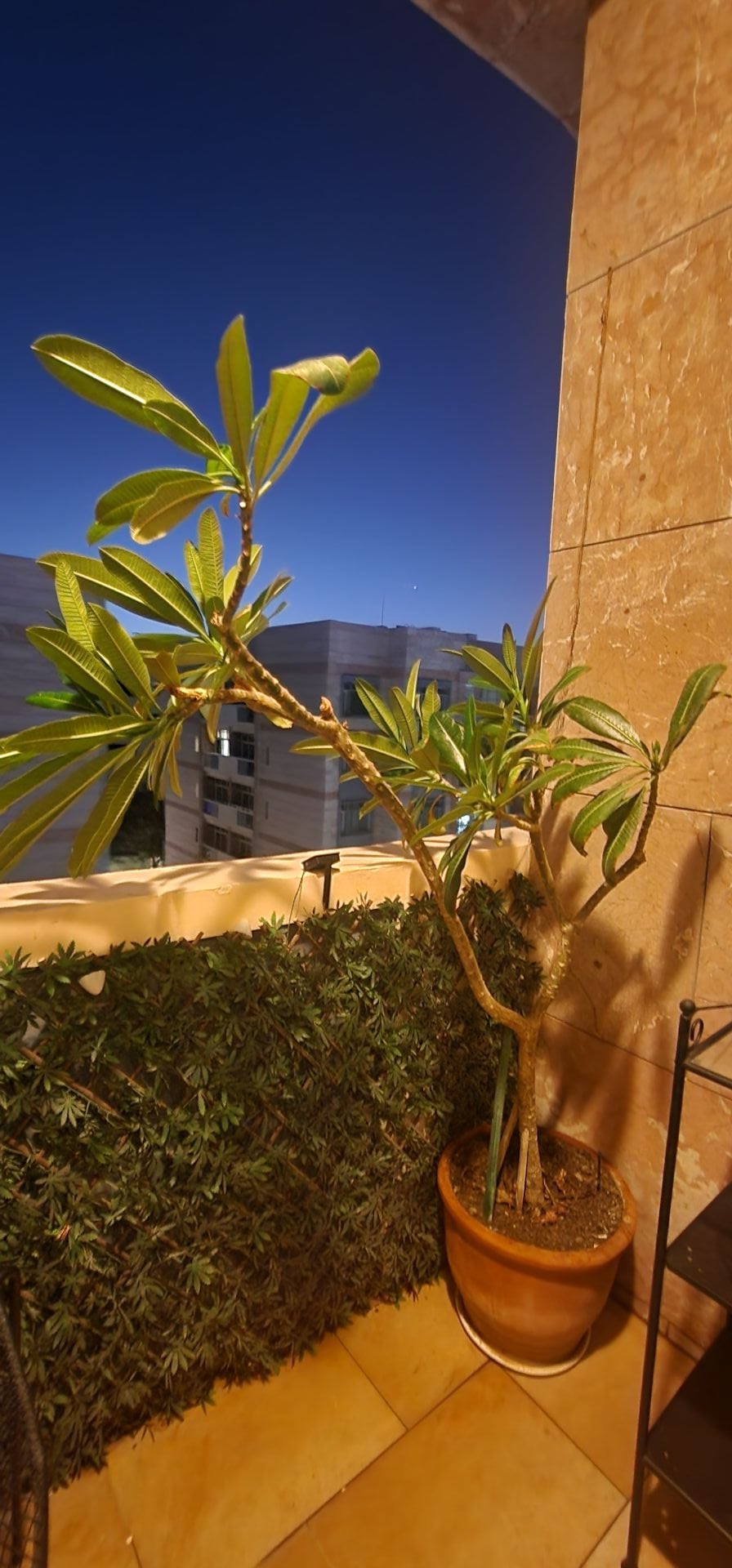 Plants  - Image 2