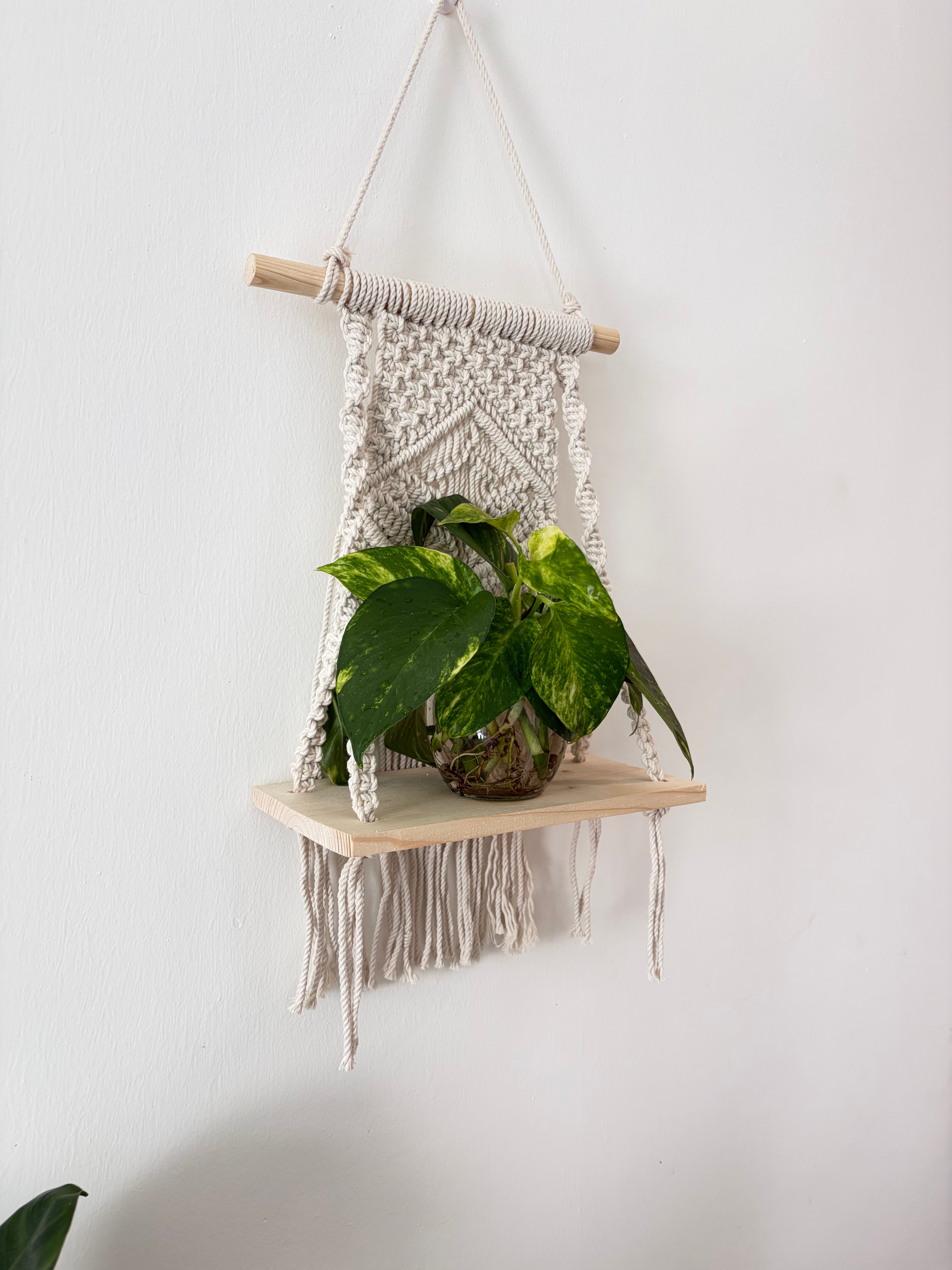 Pothos in water with hanging decor  - Image 4