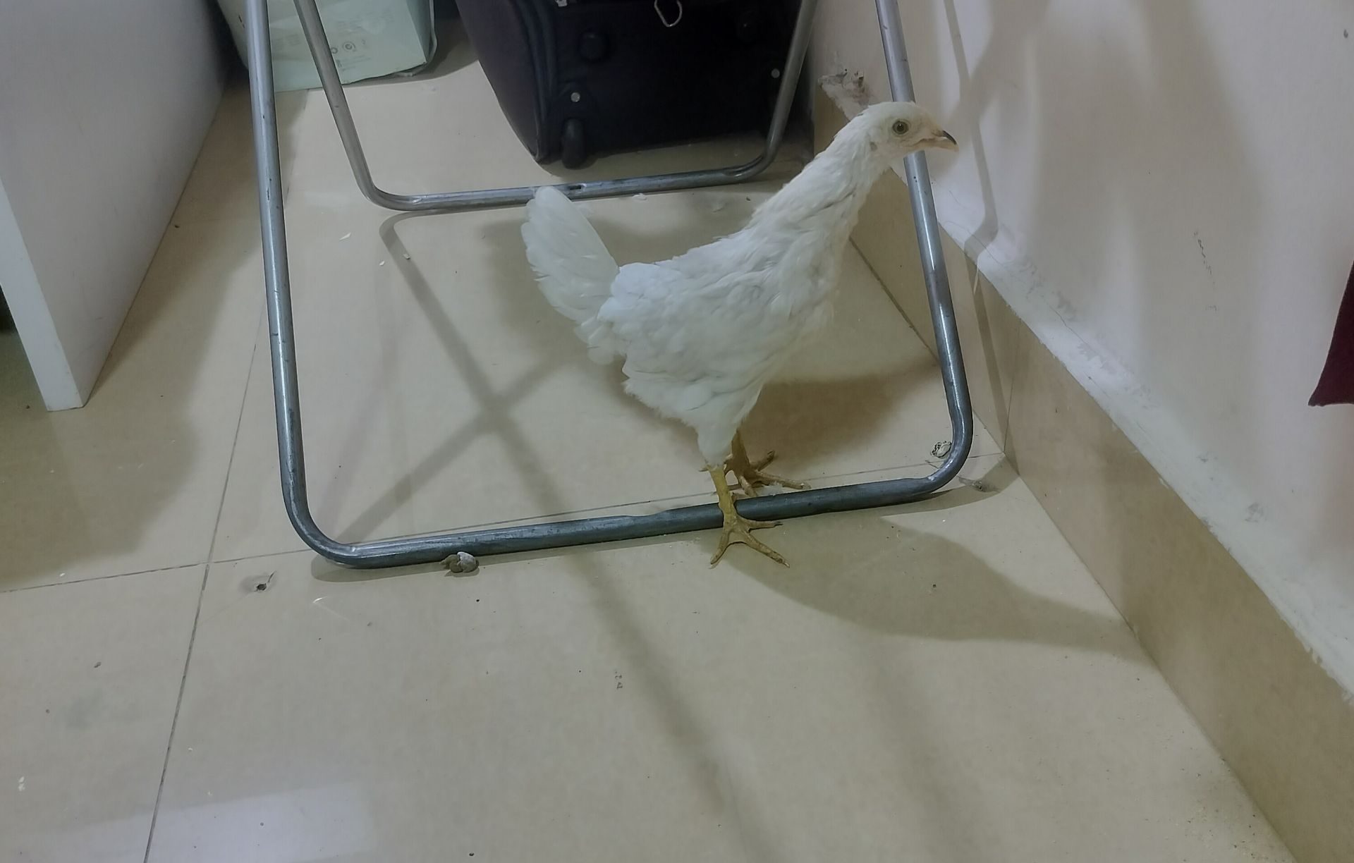 Hen and cock for free - Image 1