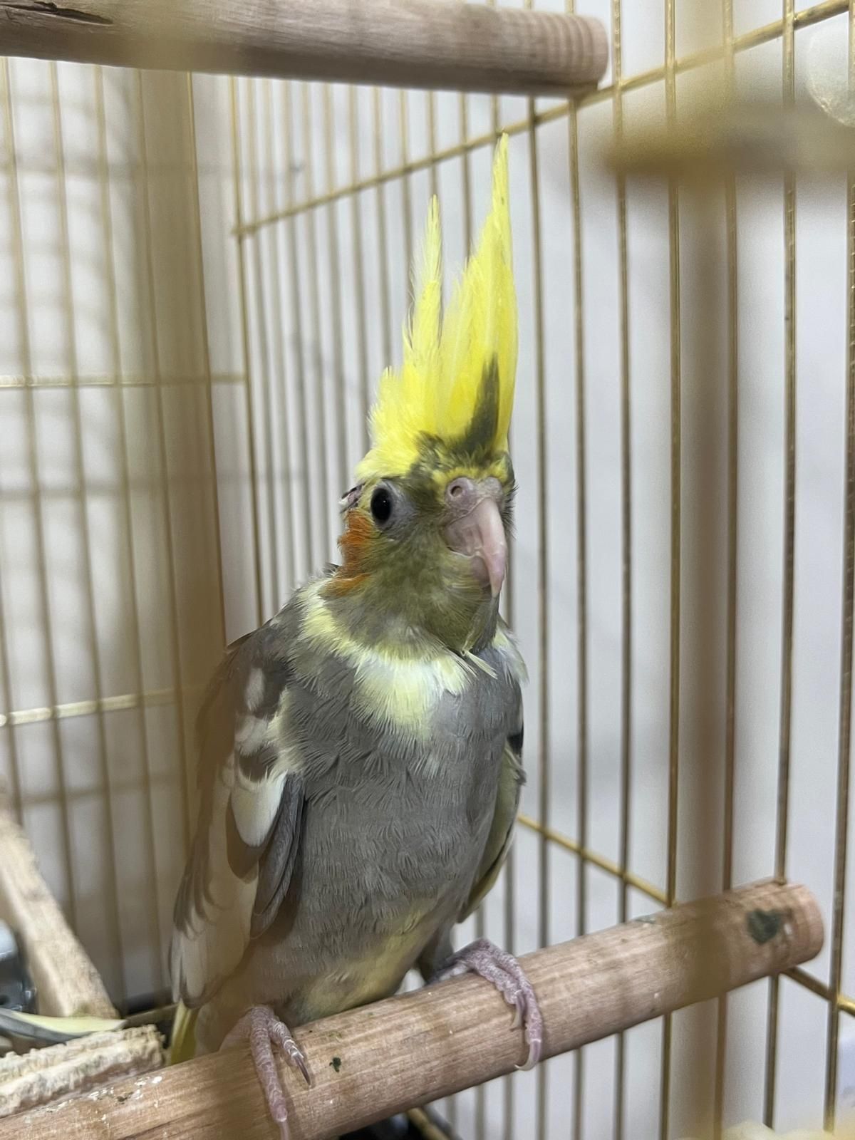  3 Cockatiel birds - Image 5