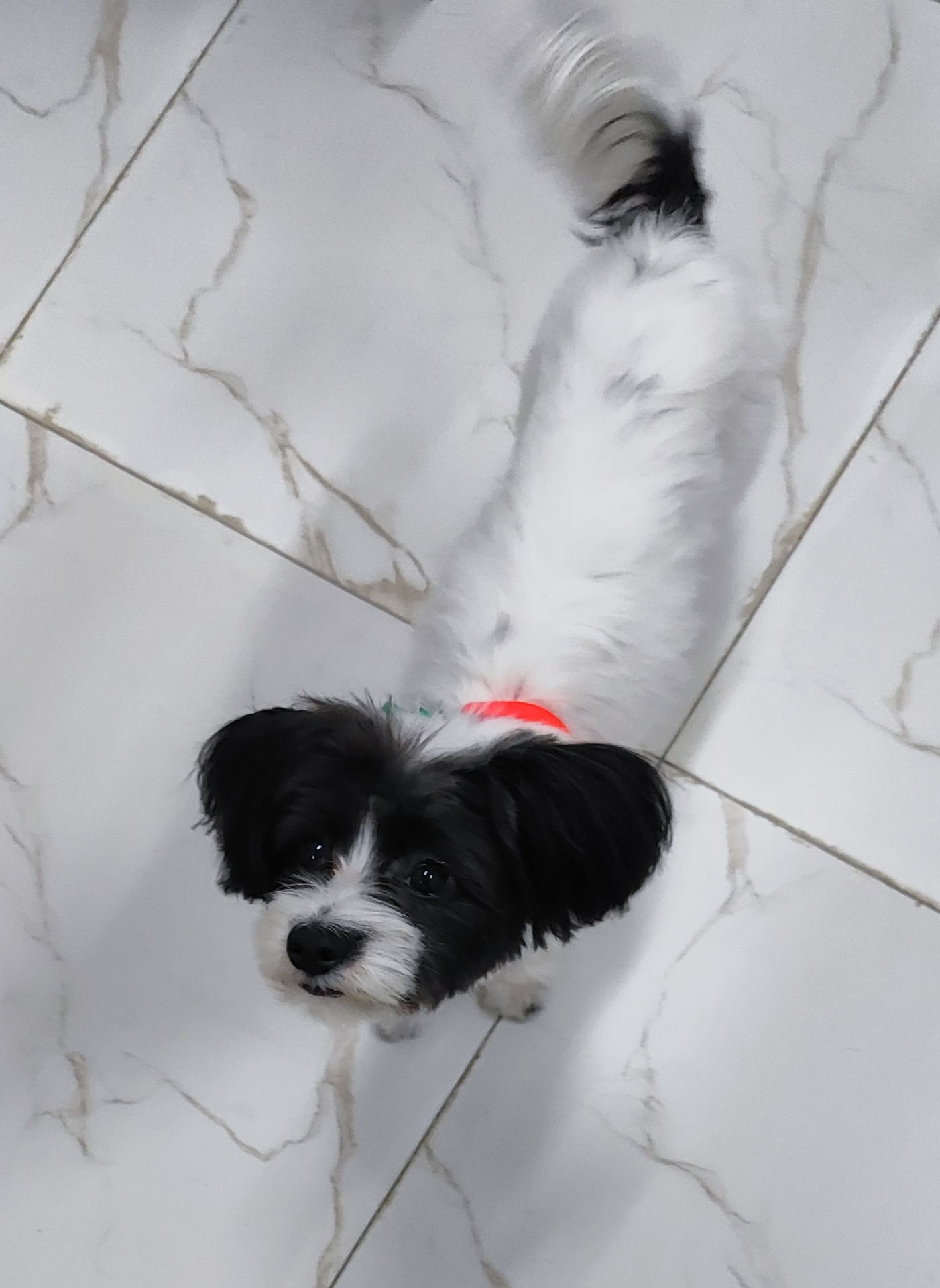 Dog for you🐶 - Image 3