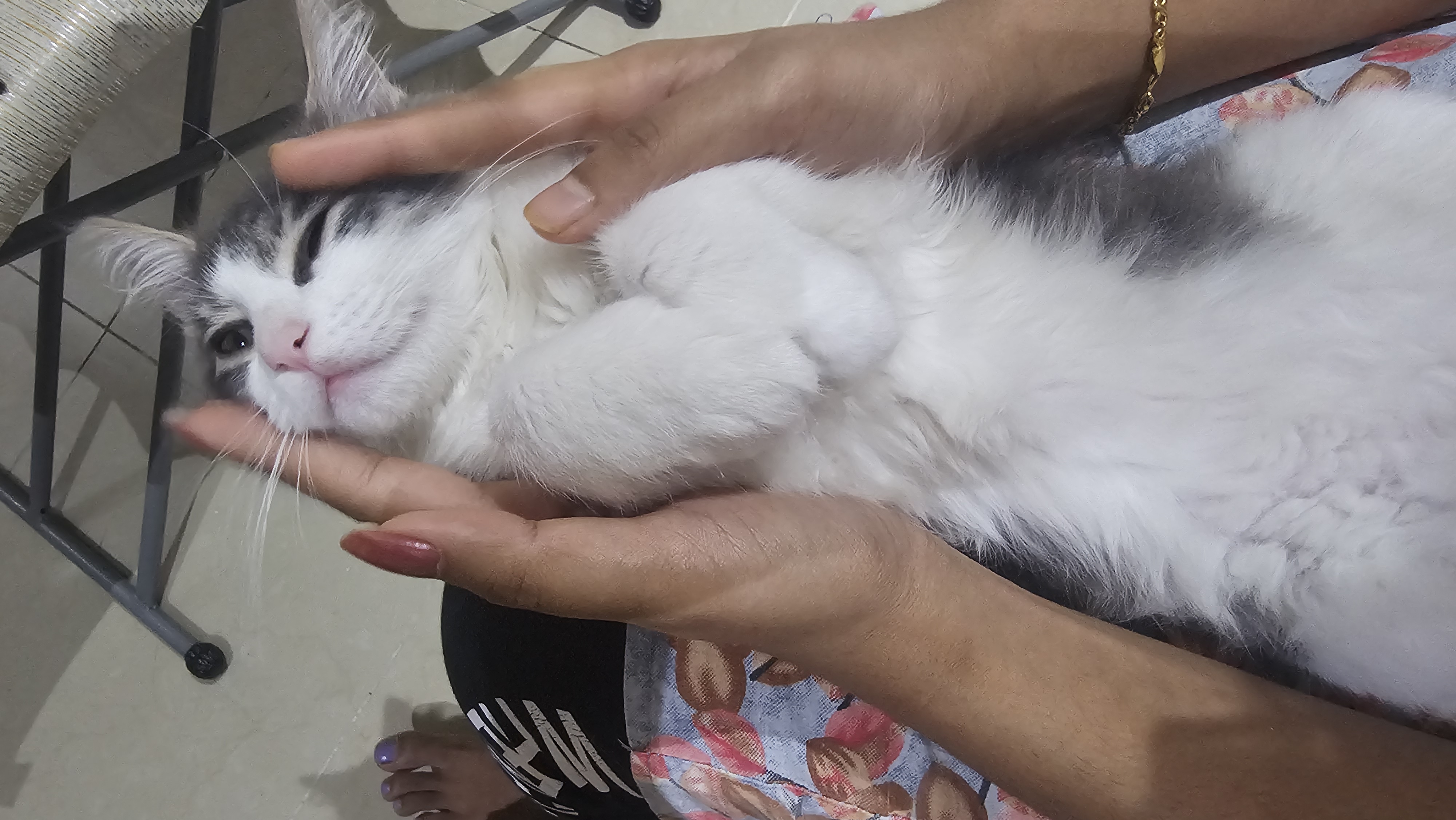 Two cats for adoption - Image 7