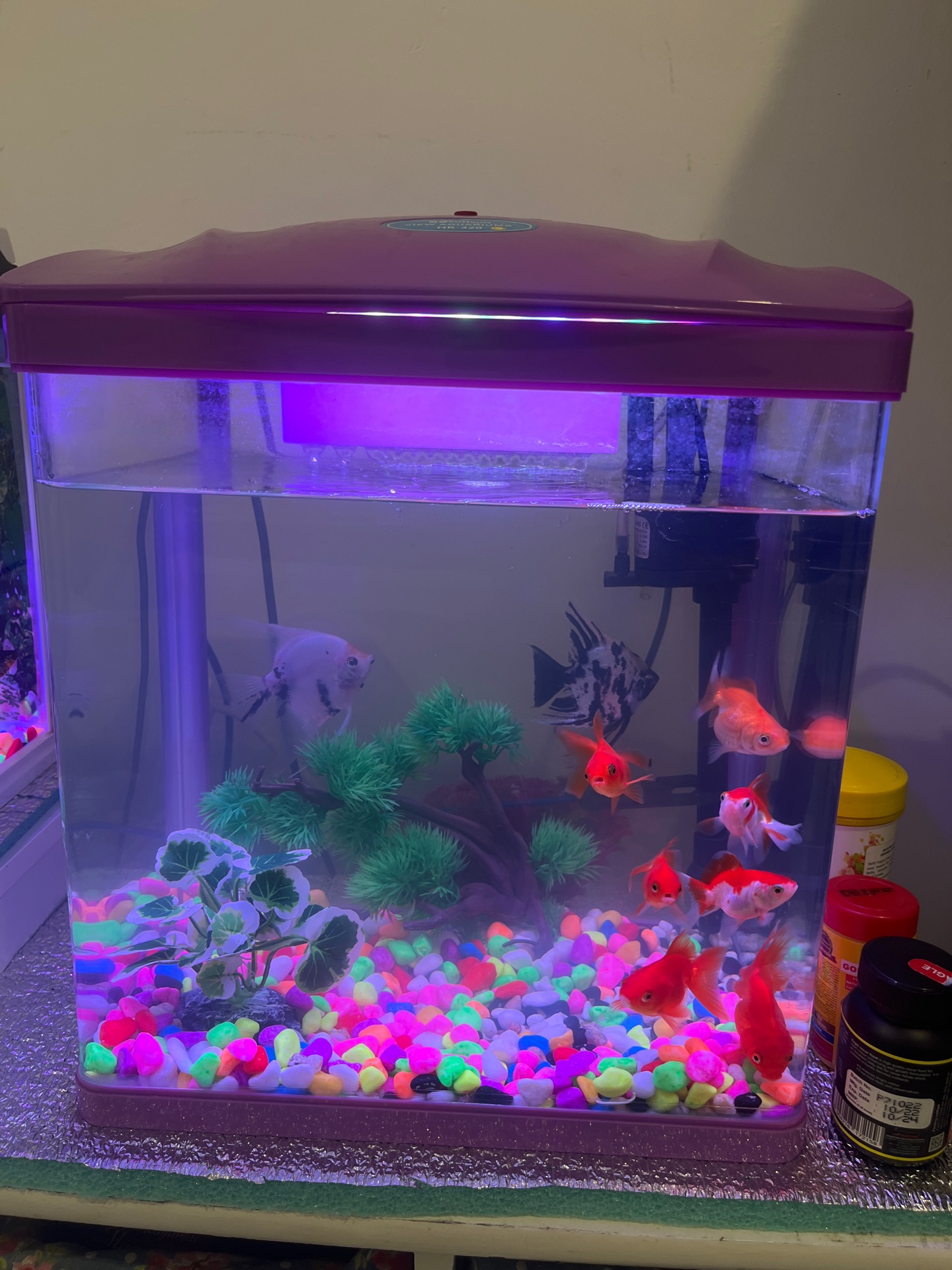 Aquarium with fish 9 pics - Image 1