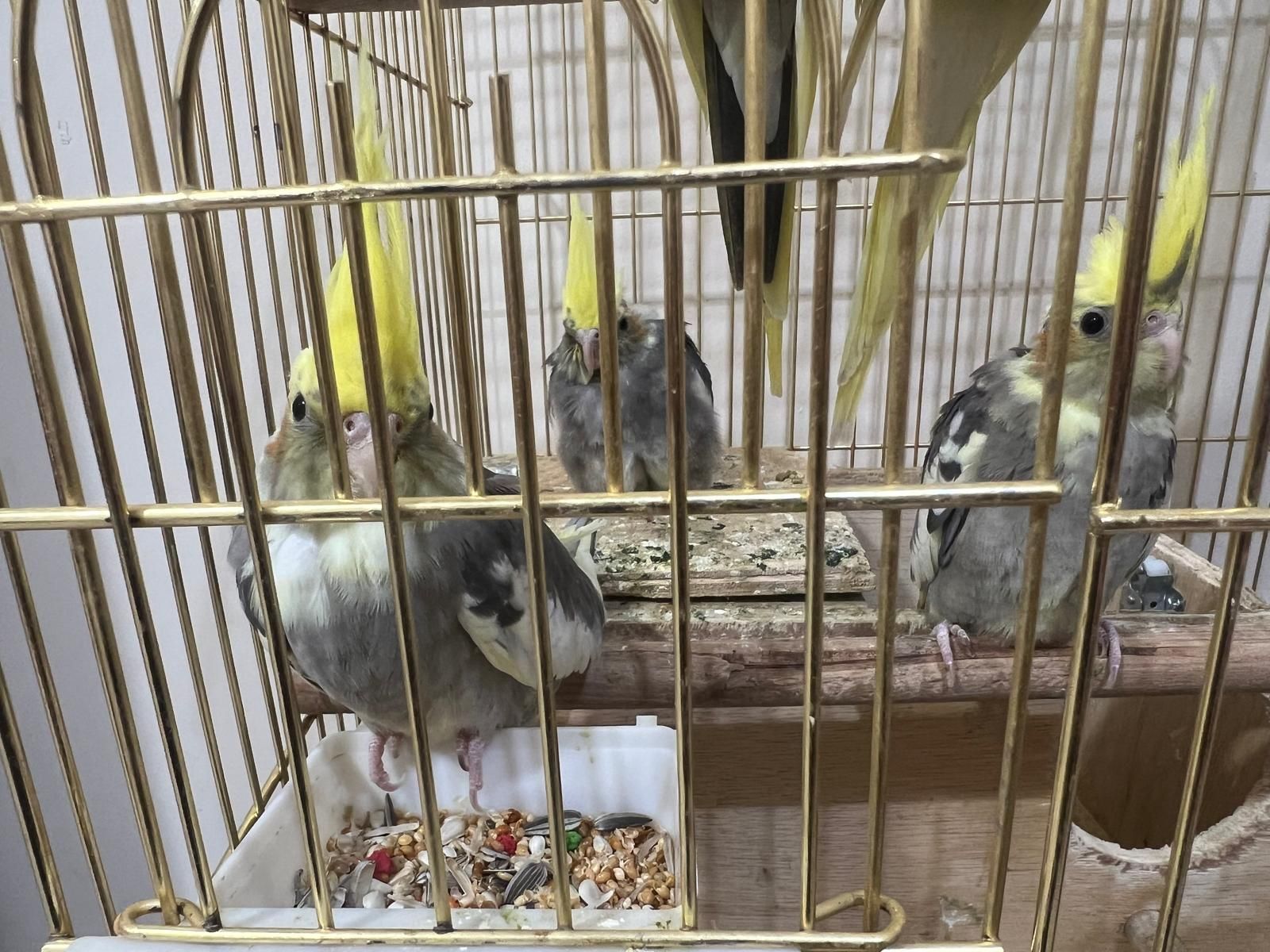  3 Cockatiel birds - Image 2