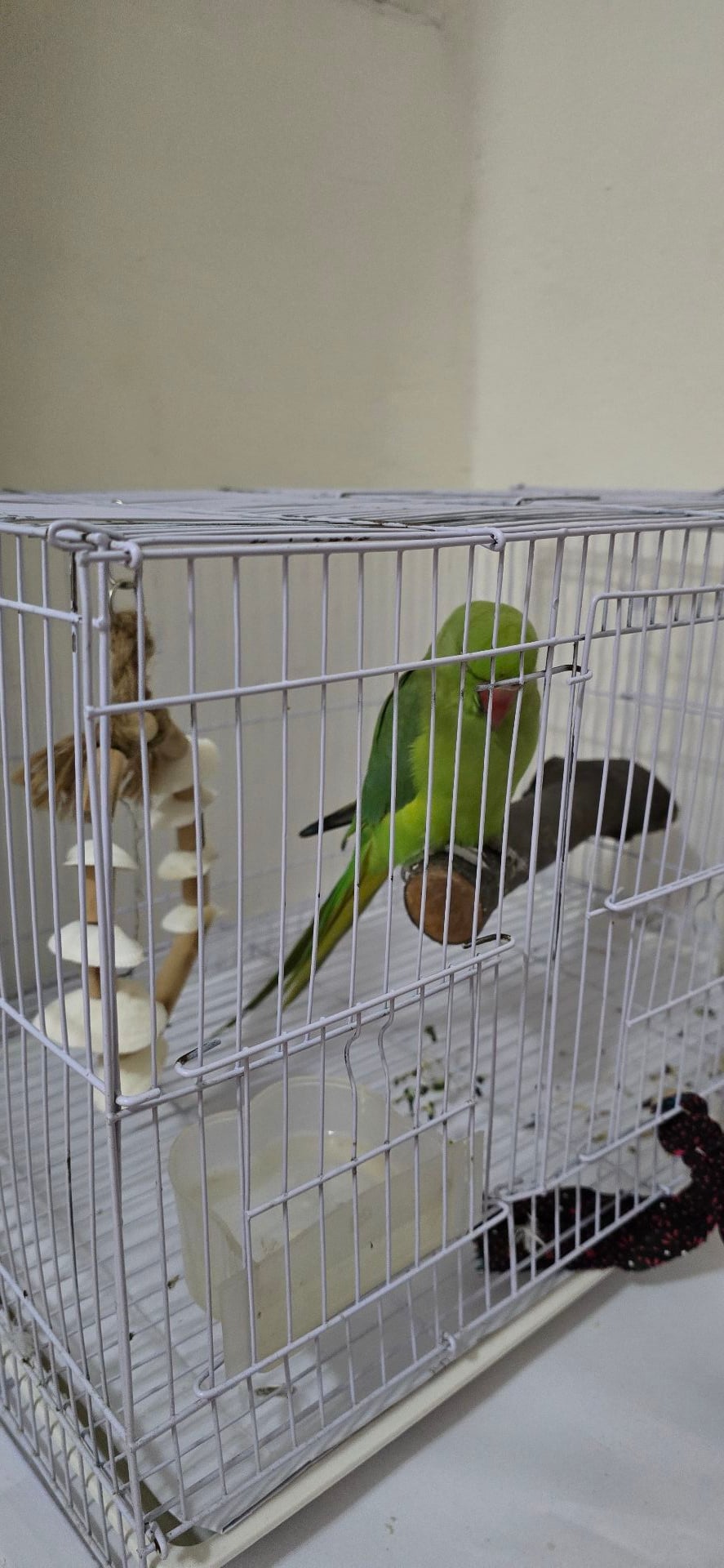 INDIAN PARROT - Image 1