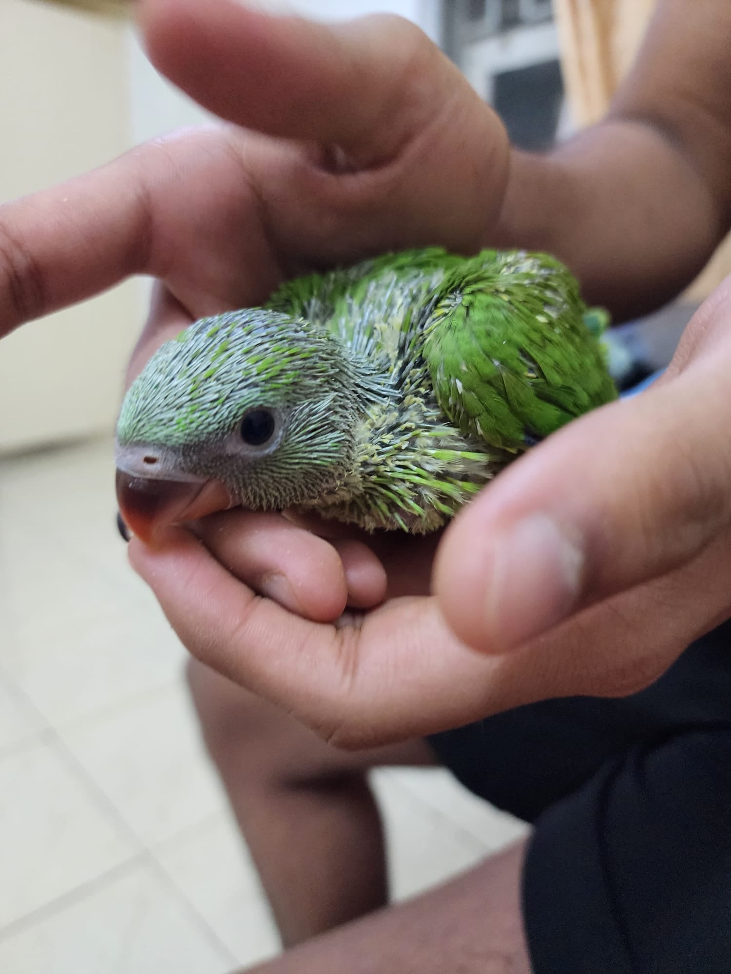 Indian Ring net Parrot (Hand feeding Babies) - Image 5