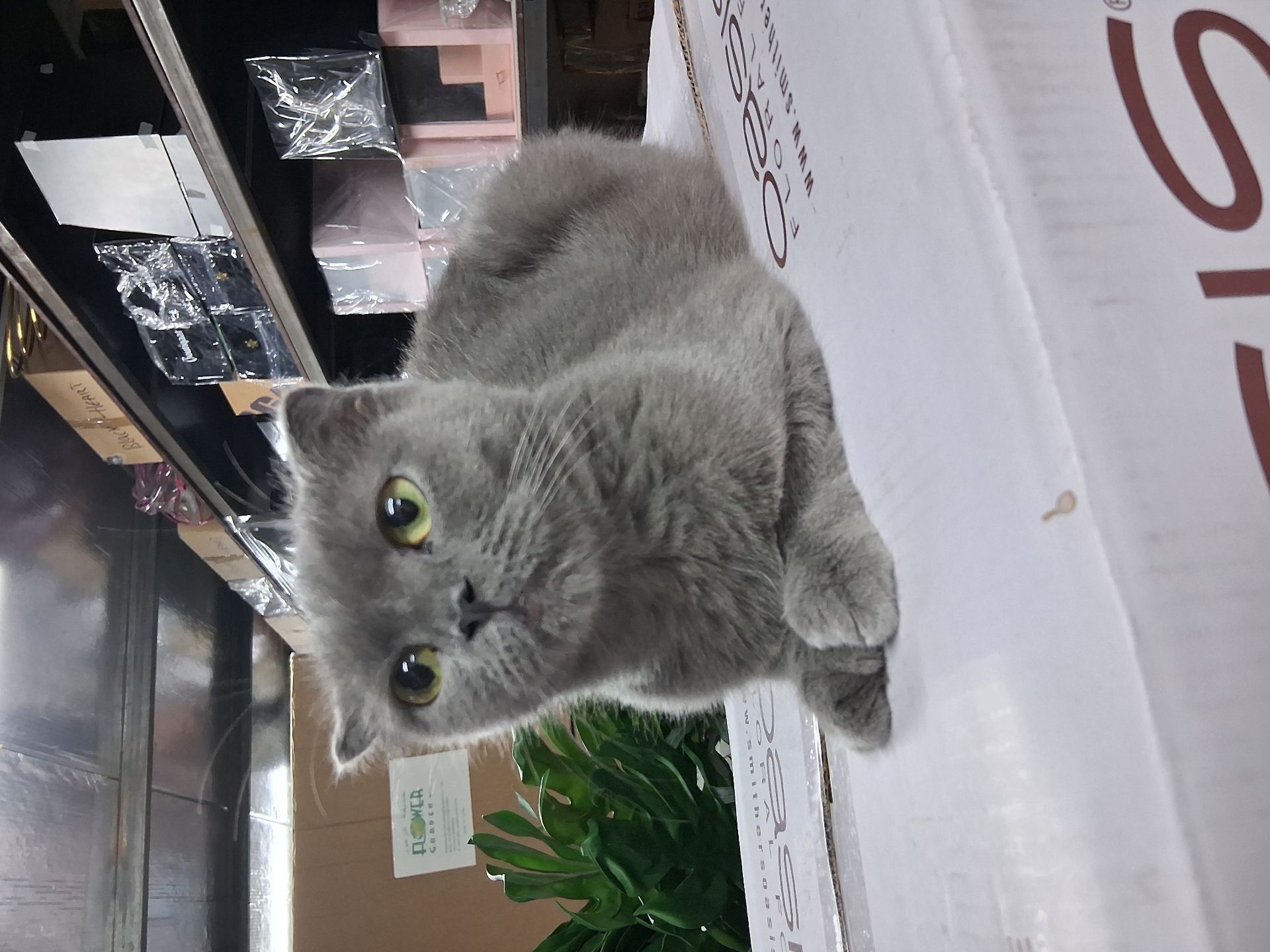 Scottish fold - Image 1