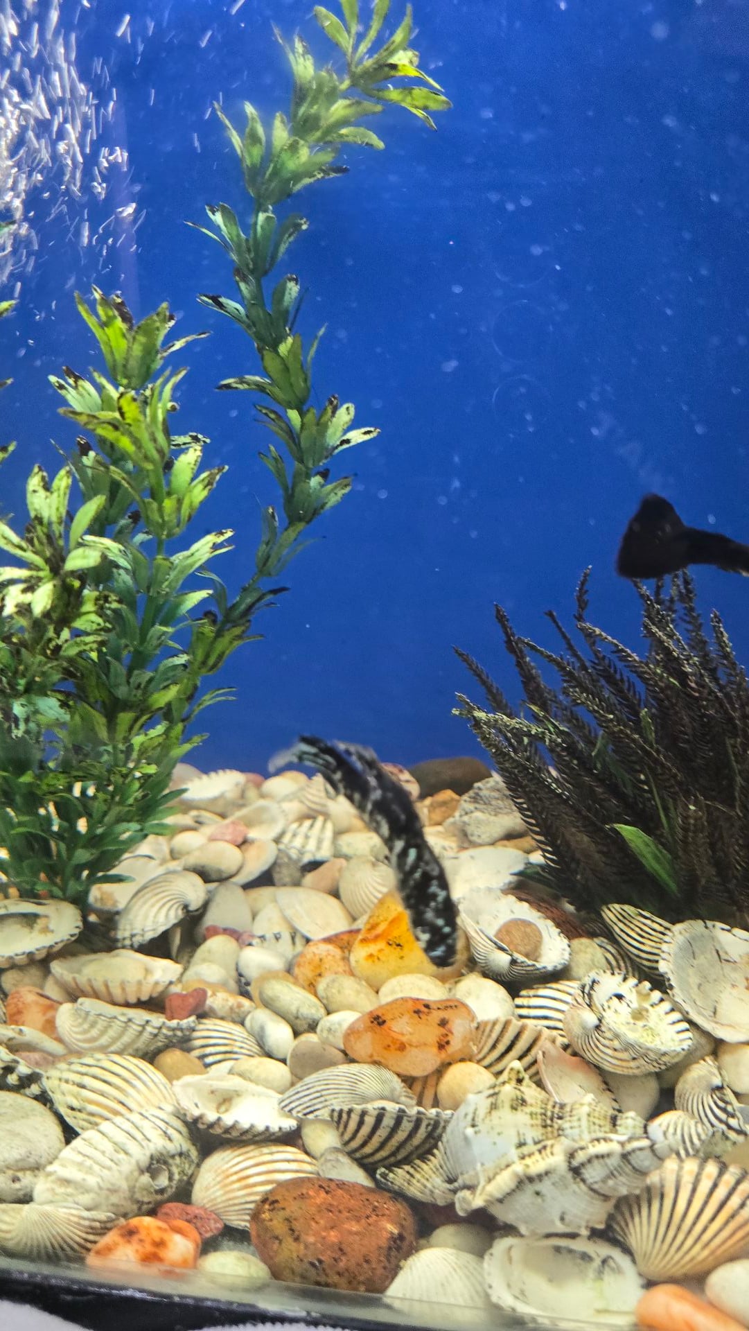 Ready Aquarium for Sale - Image 4