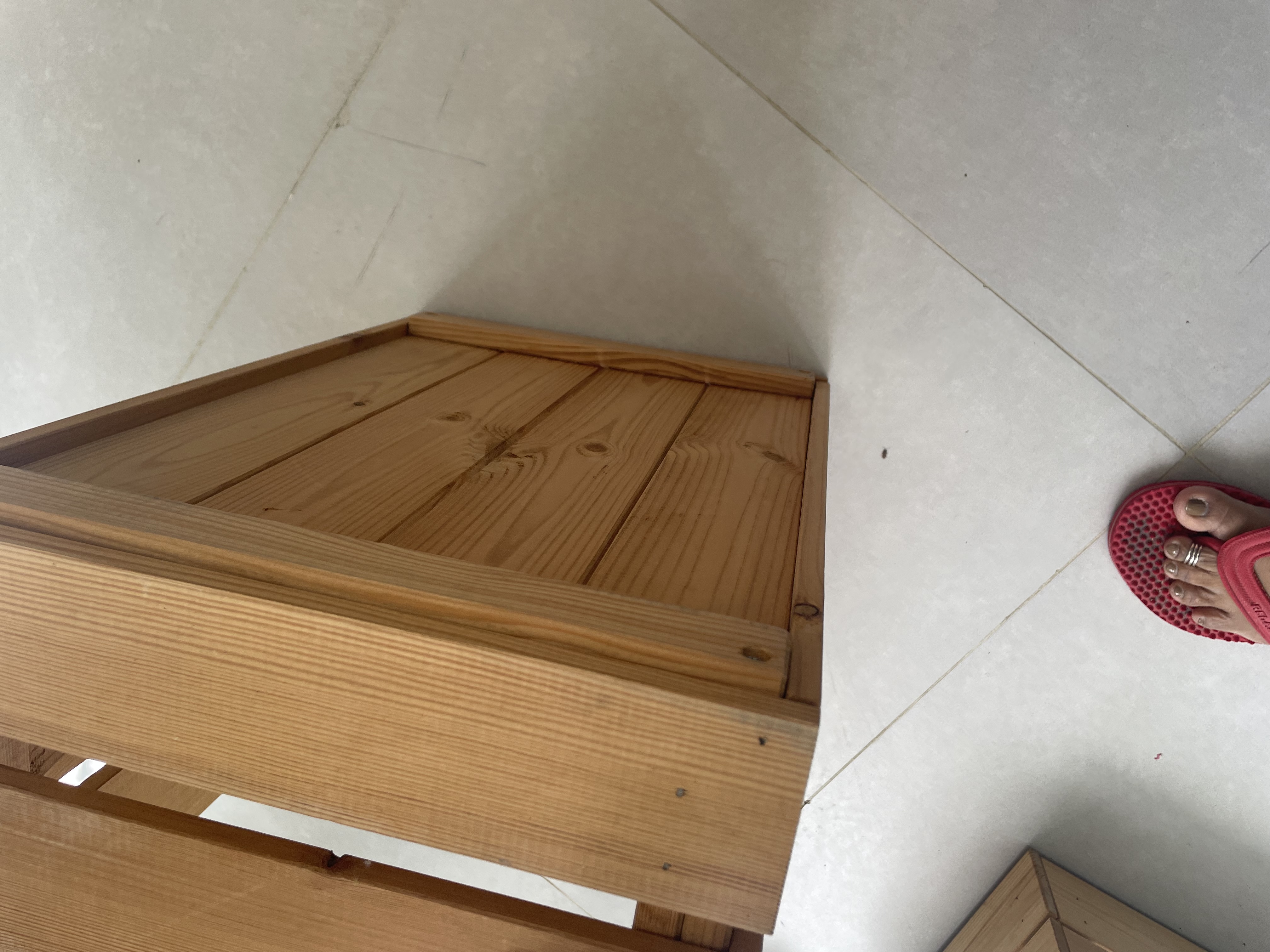 Box pine - Image 2
