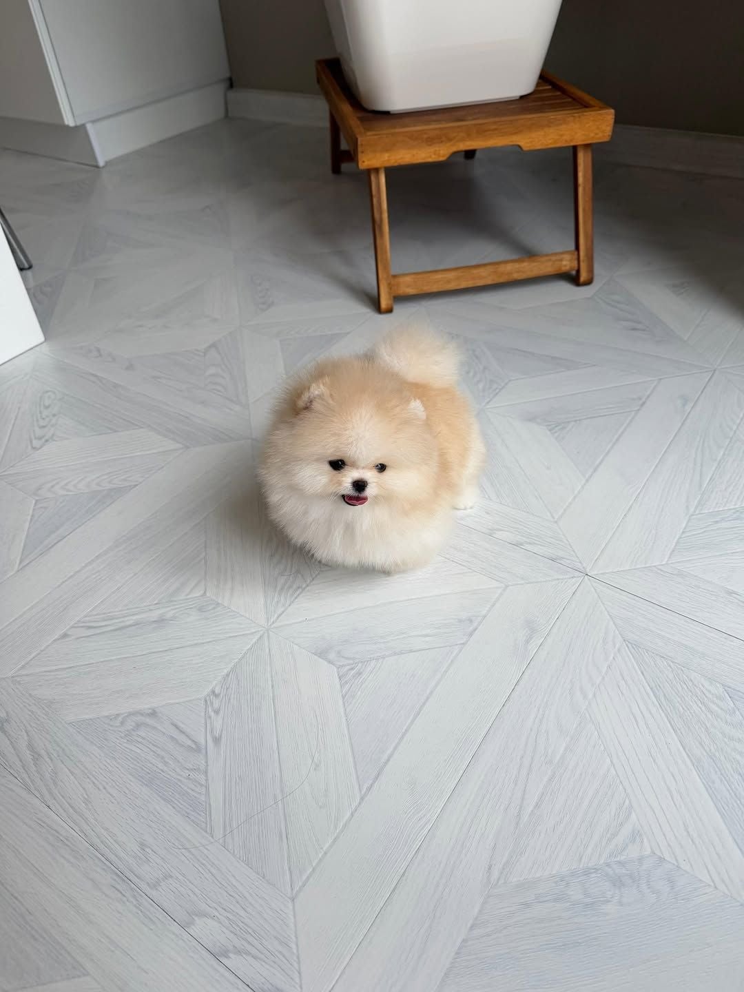 Teacup Pomeranian Puppy  - Image 3