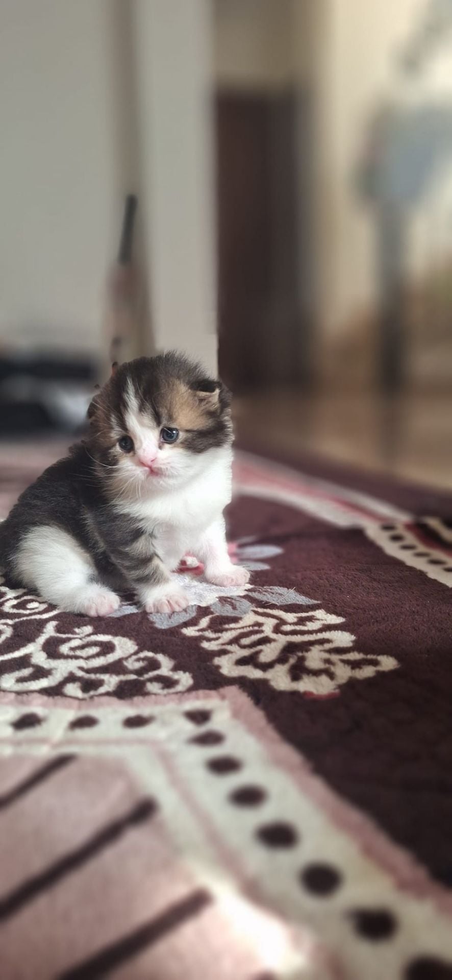Adorable kittens - Image 3