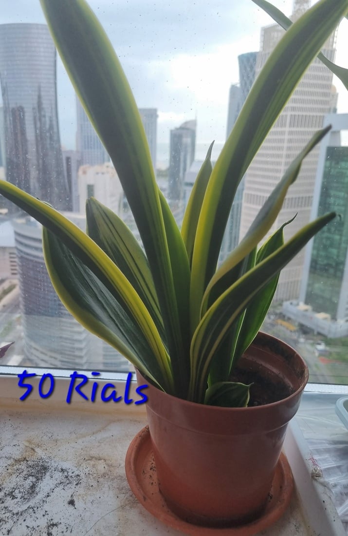Plants for Sale - Image 7