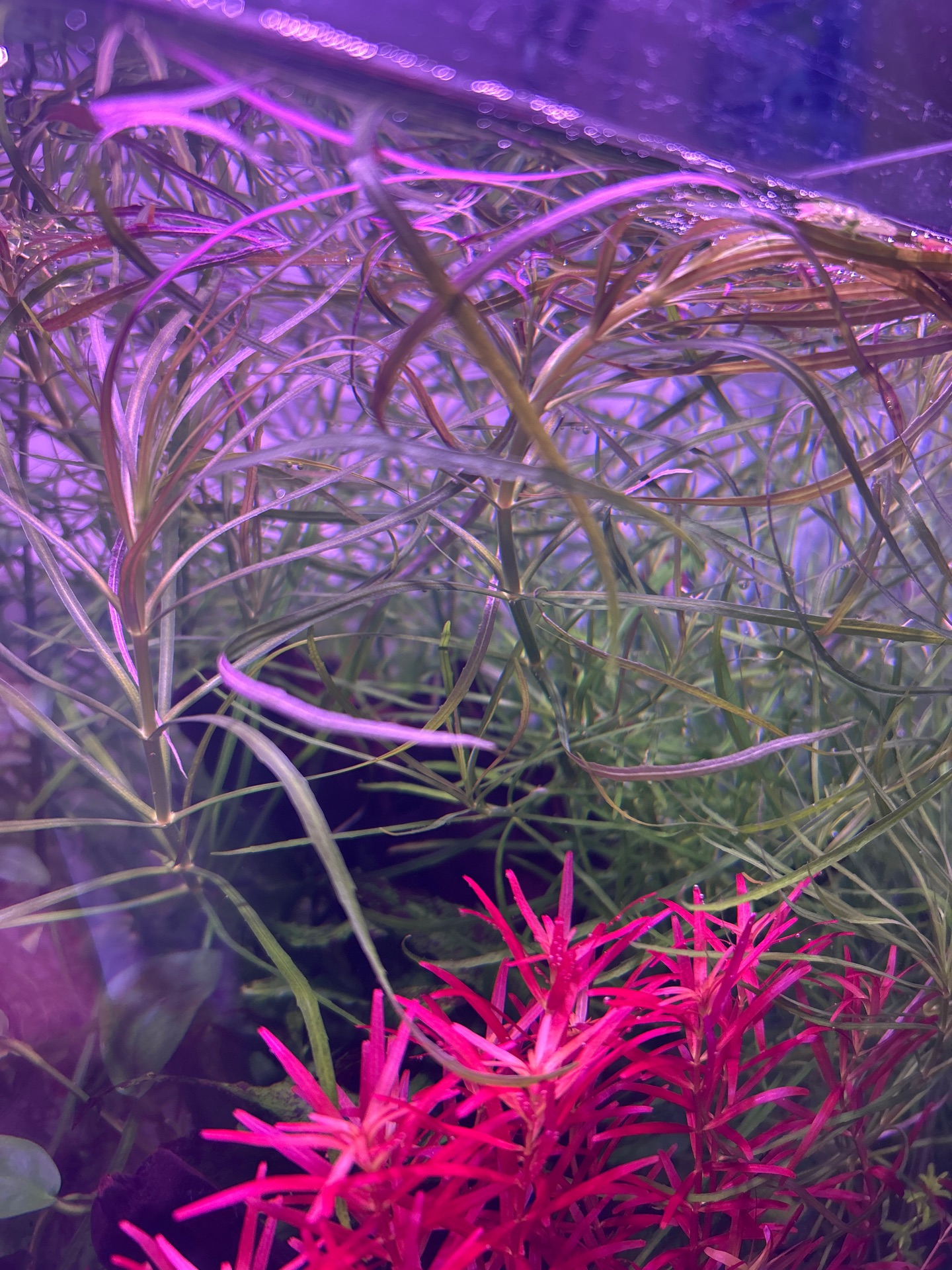 Aquarium Plant Trimmings - Image 4