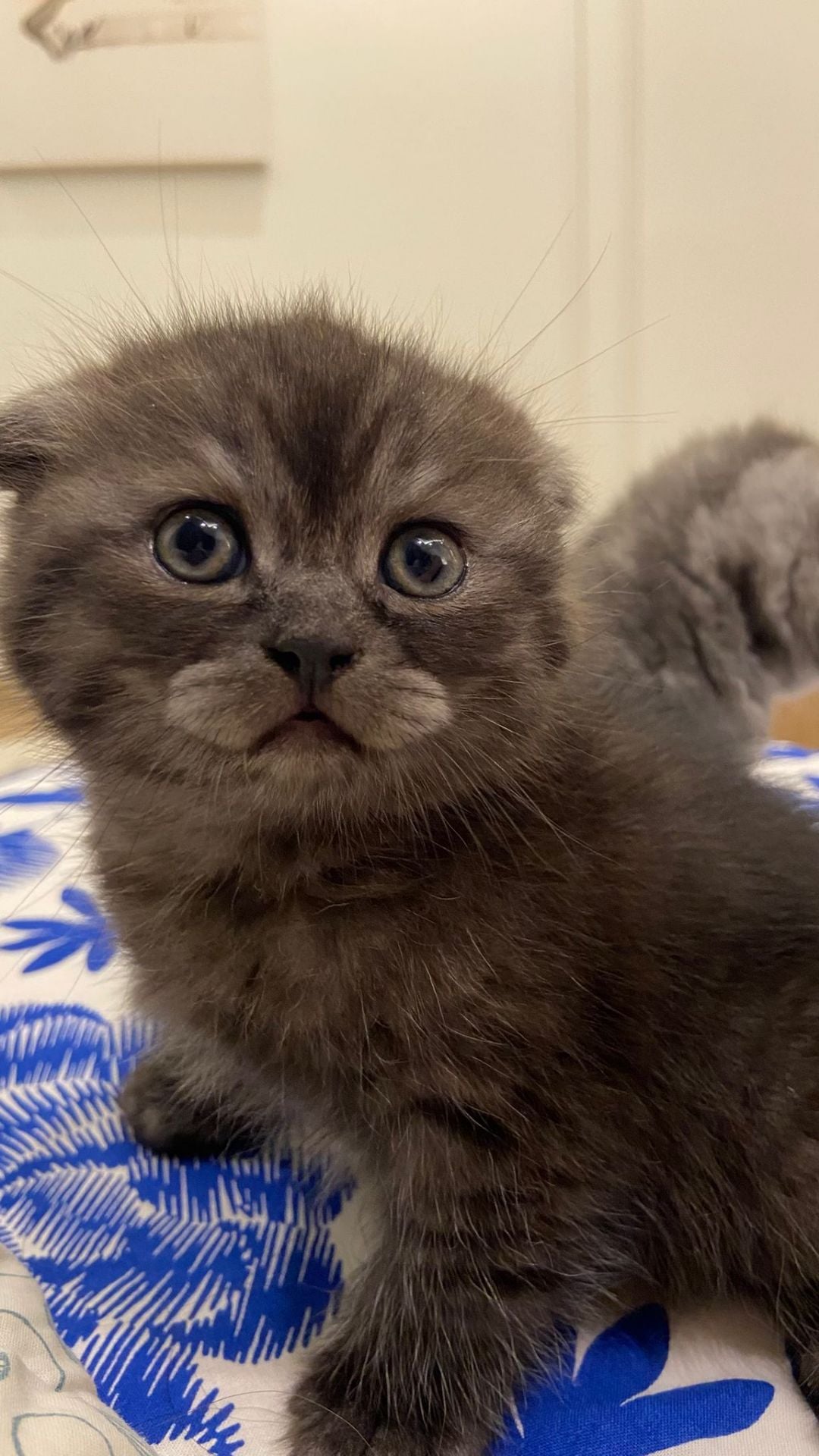 Scotshfold  kitten  - Image 2