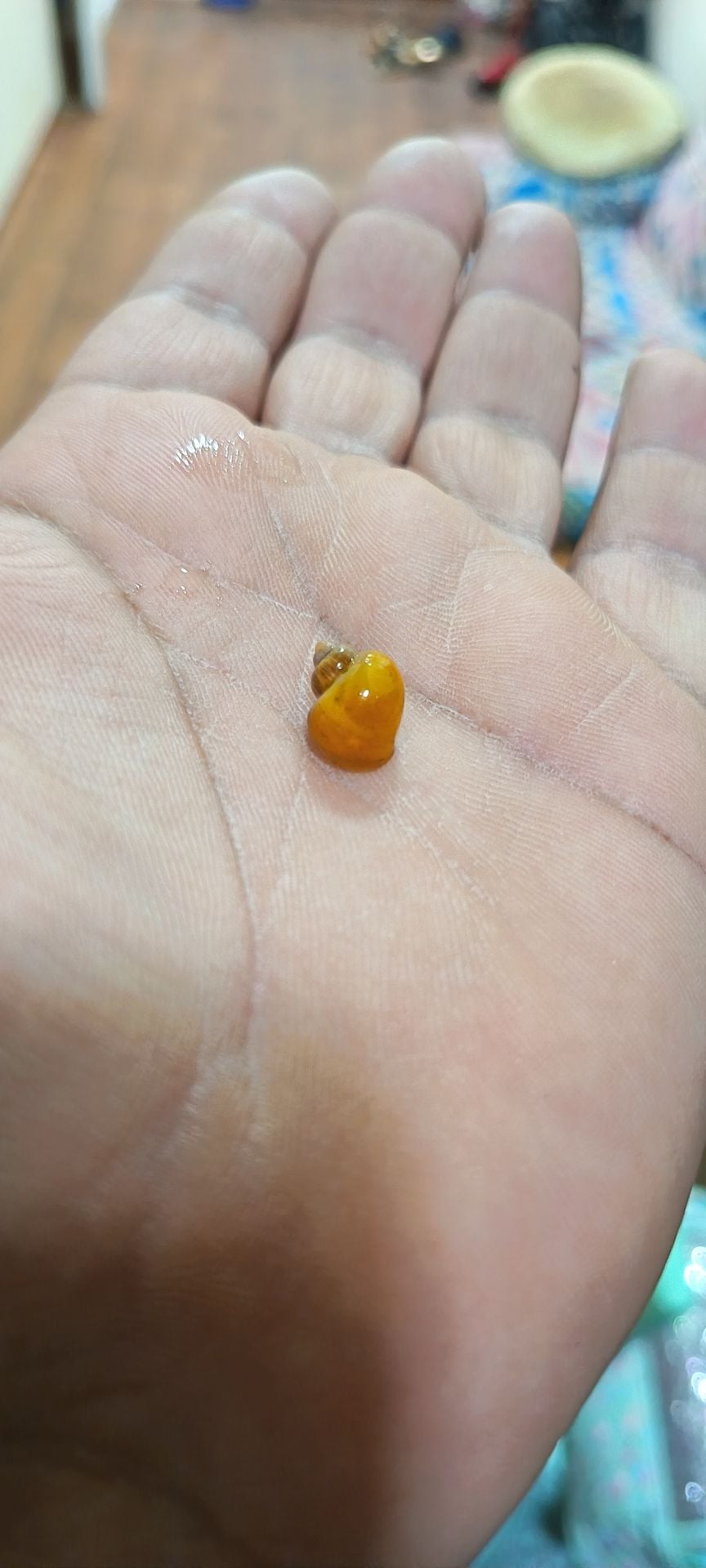 Golden apple snail  - Image 2