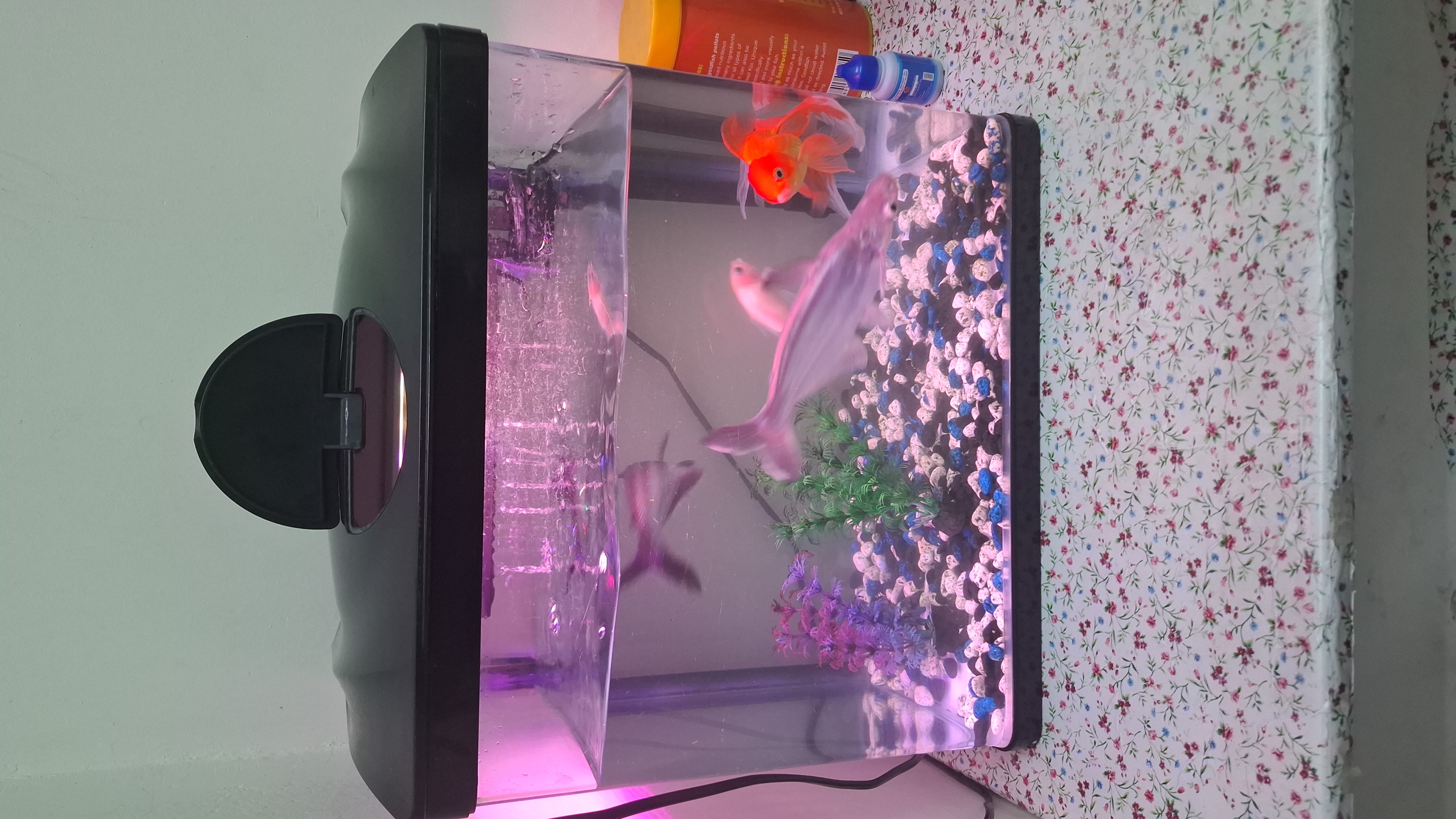 Fish Tank - Image 4