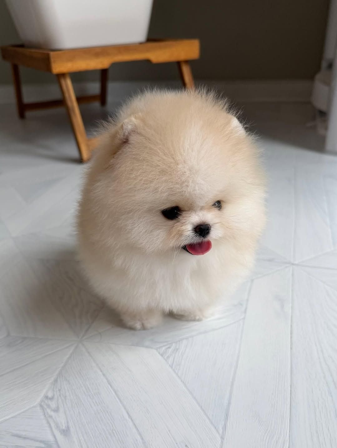 Teacup Pomeranian Puppy  - Image 8