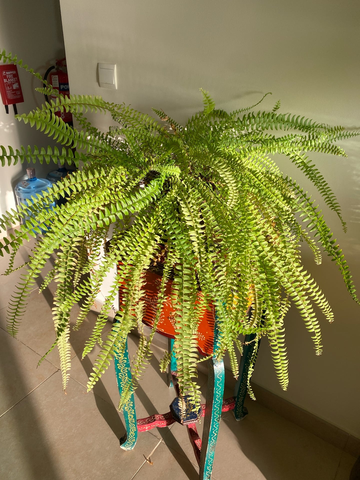 Plants from 50 riyals to 150 riyals - Image 3