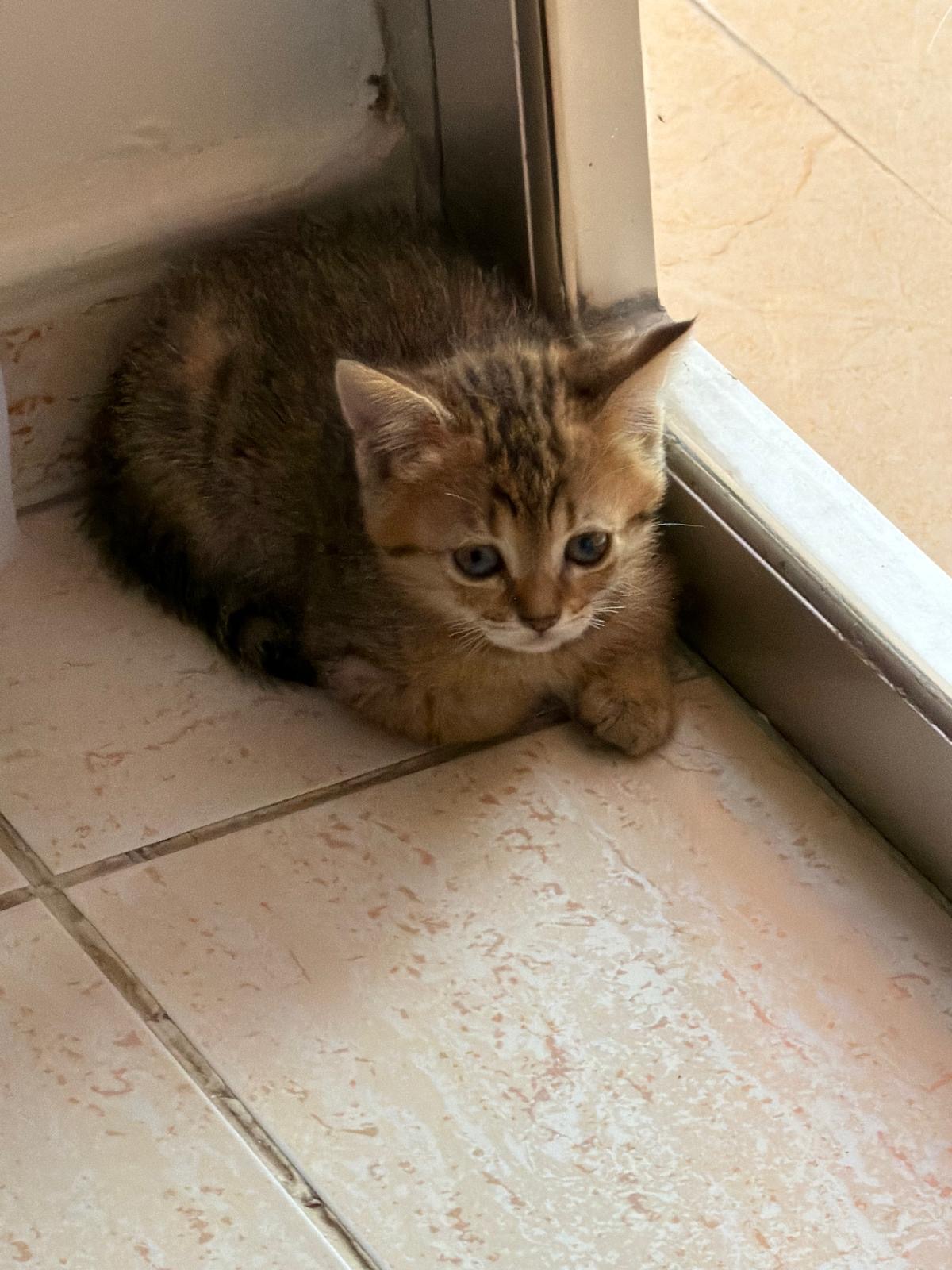 Two kitten female - Image 3