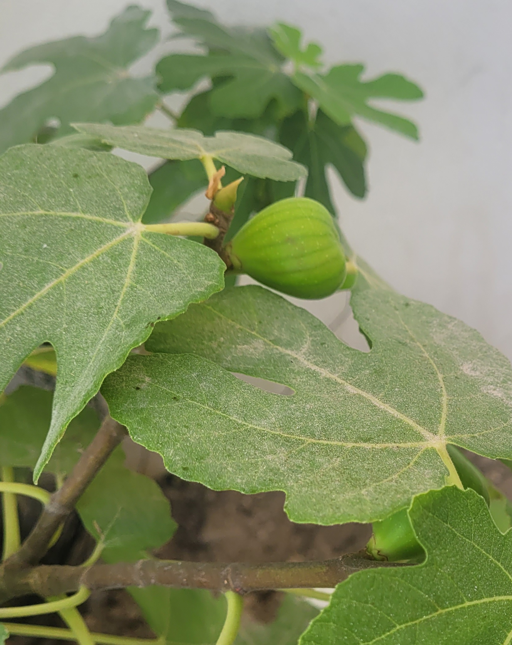 Plant  - Image 5