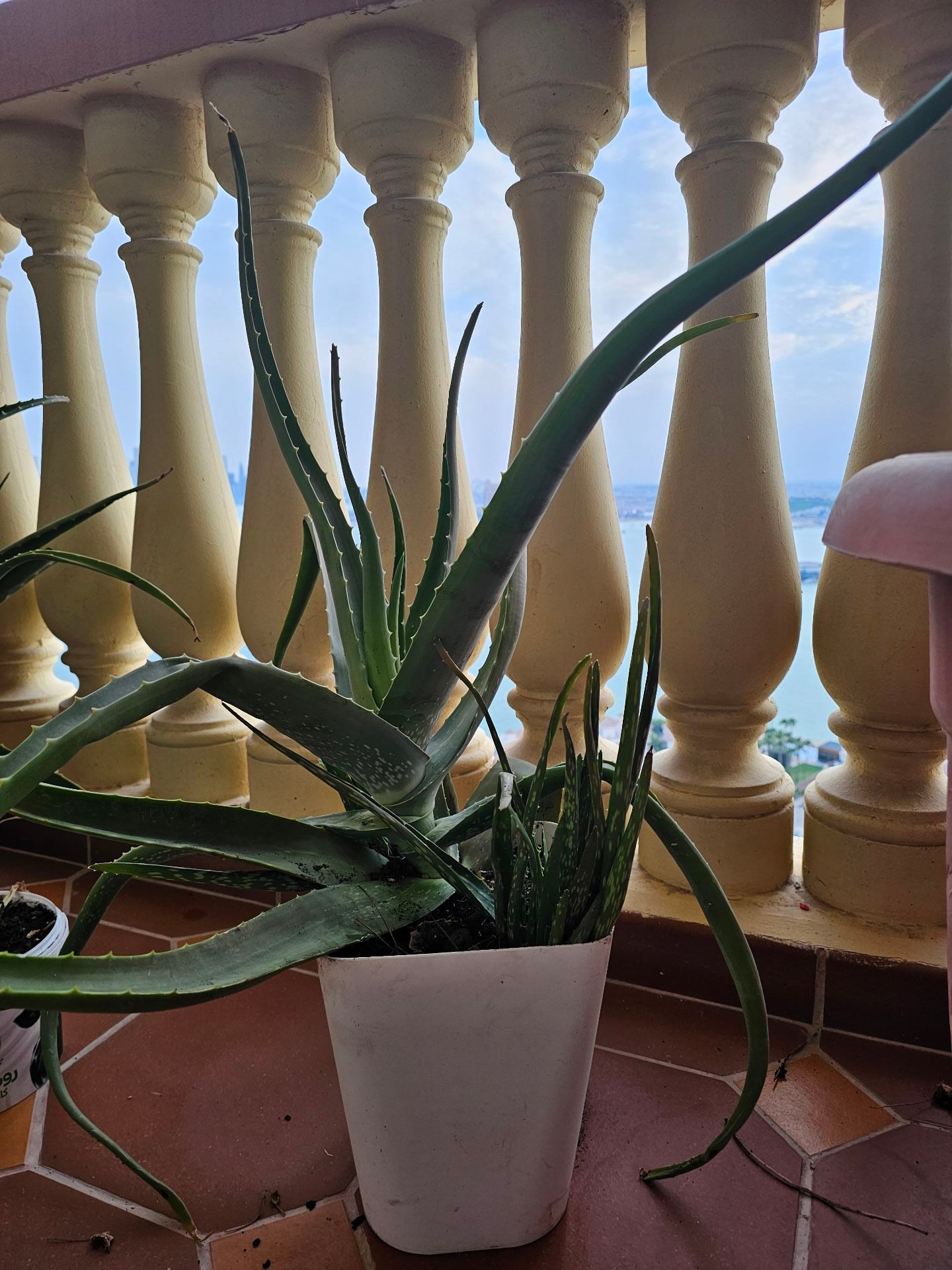 Aloe Vera  - Image 3