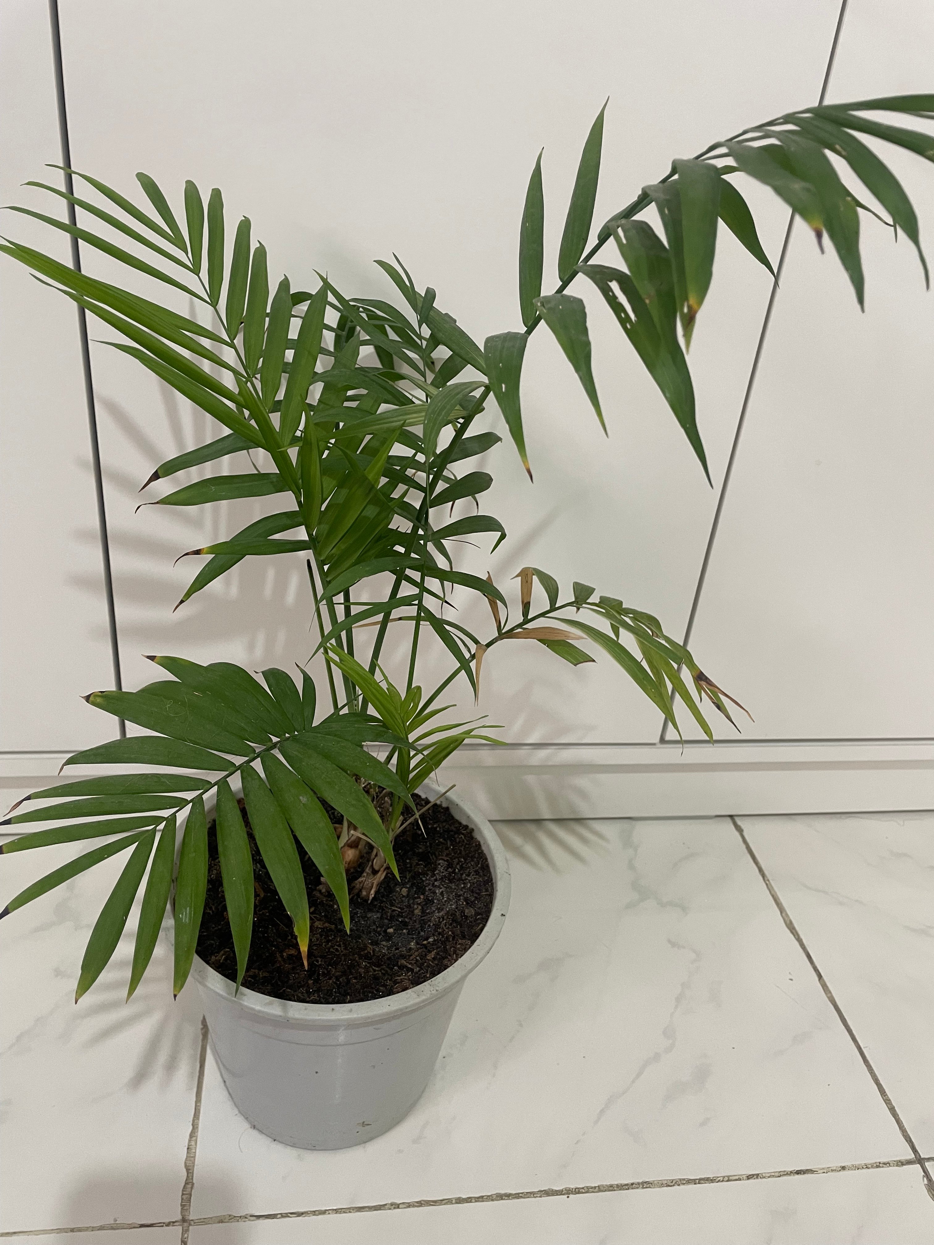 Indoor plants  - Image 7