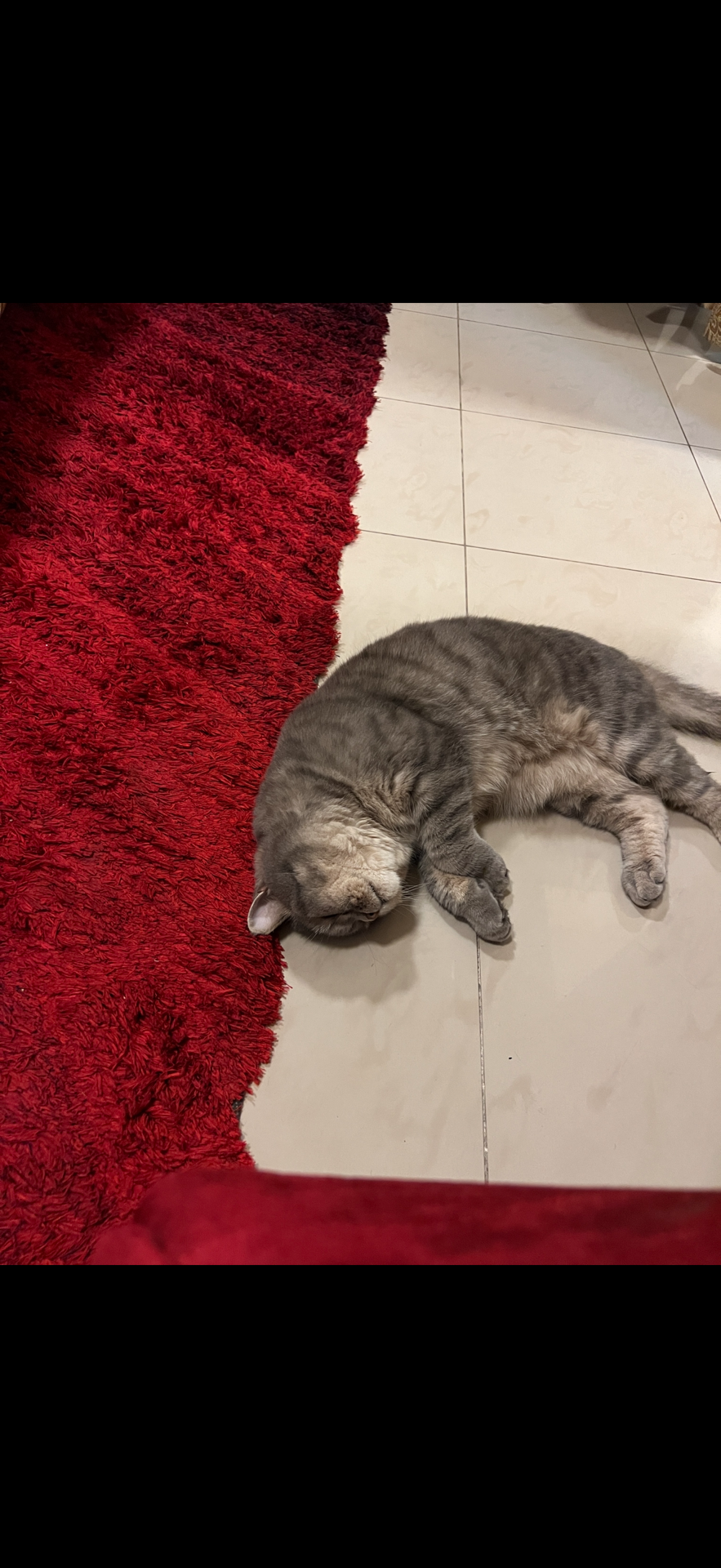 British short hair cat for adoption  - Image 9