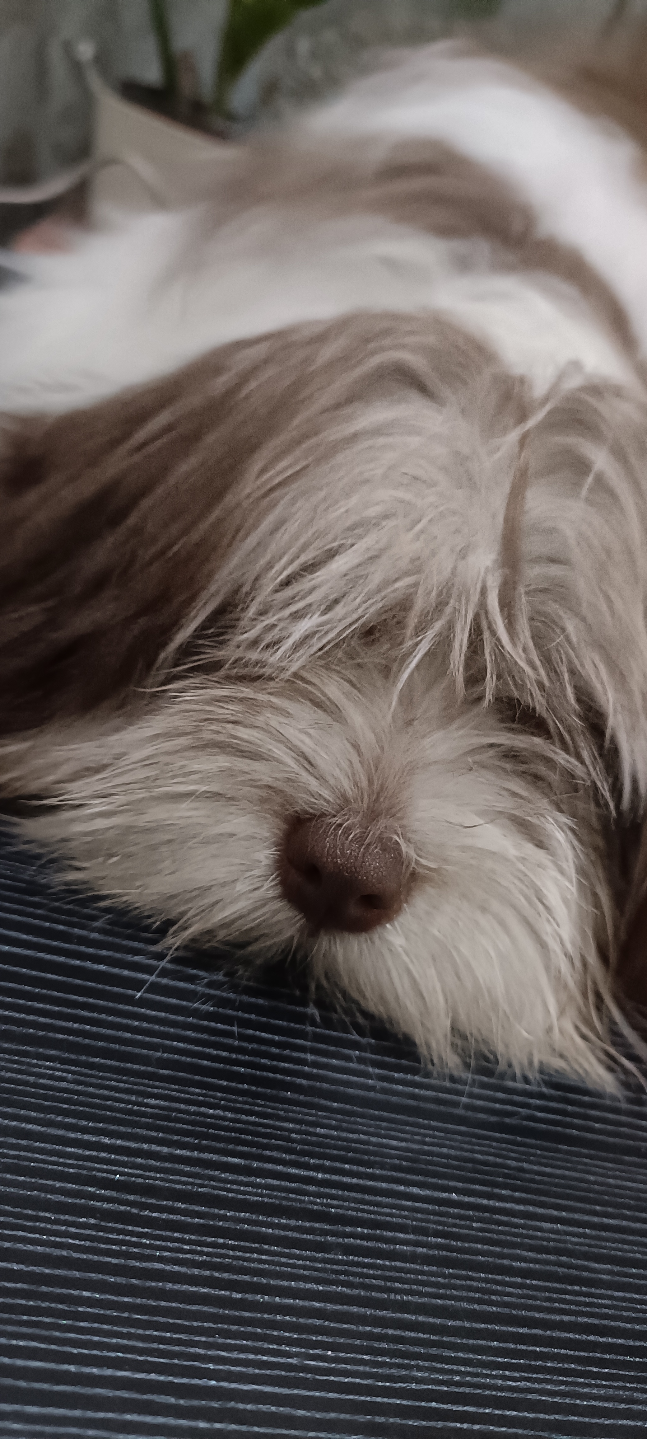Dog for sale. - Image 2