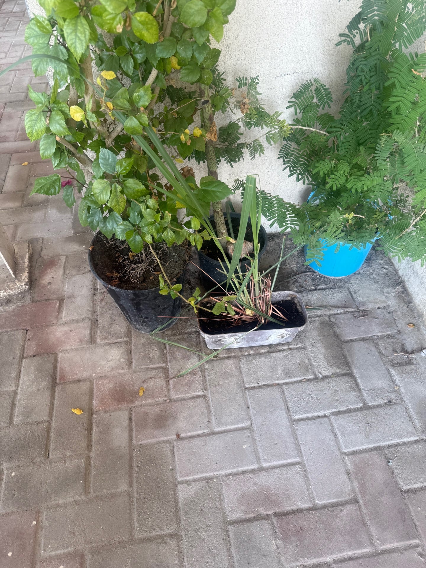 Outdoor plant &Plqnt stand  - Image 6