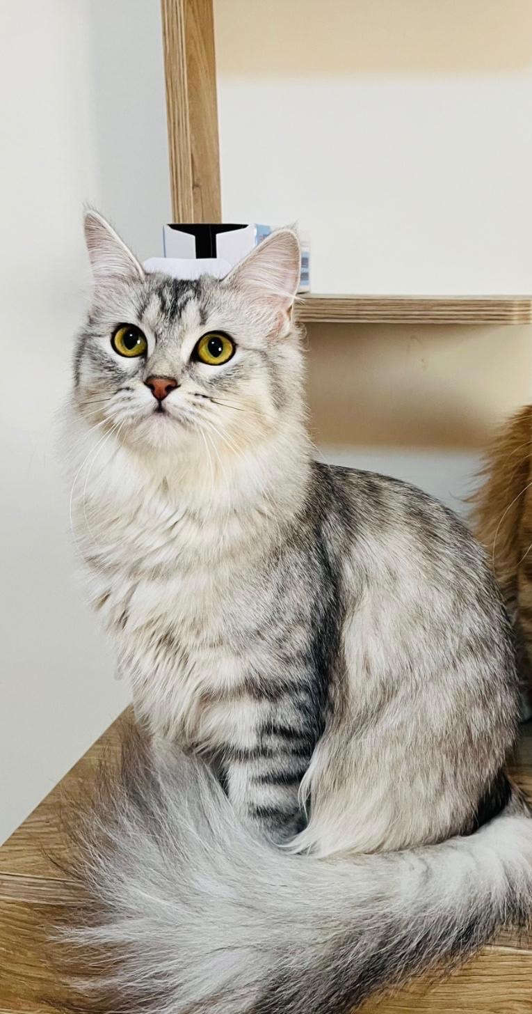Vaccinated Half-Persian Cats for Free Adoption  - Image 2
