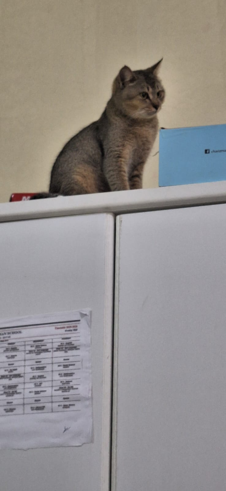 Tabby Cat vaccinated for Adoptation FREE of cost - Image 3