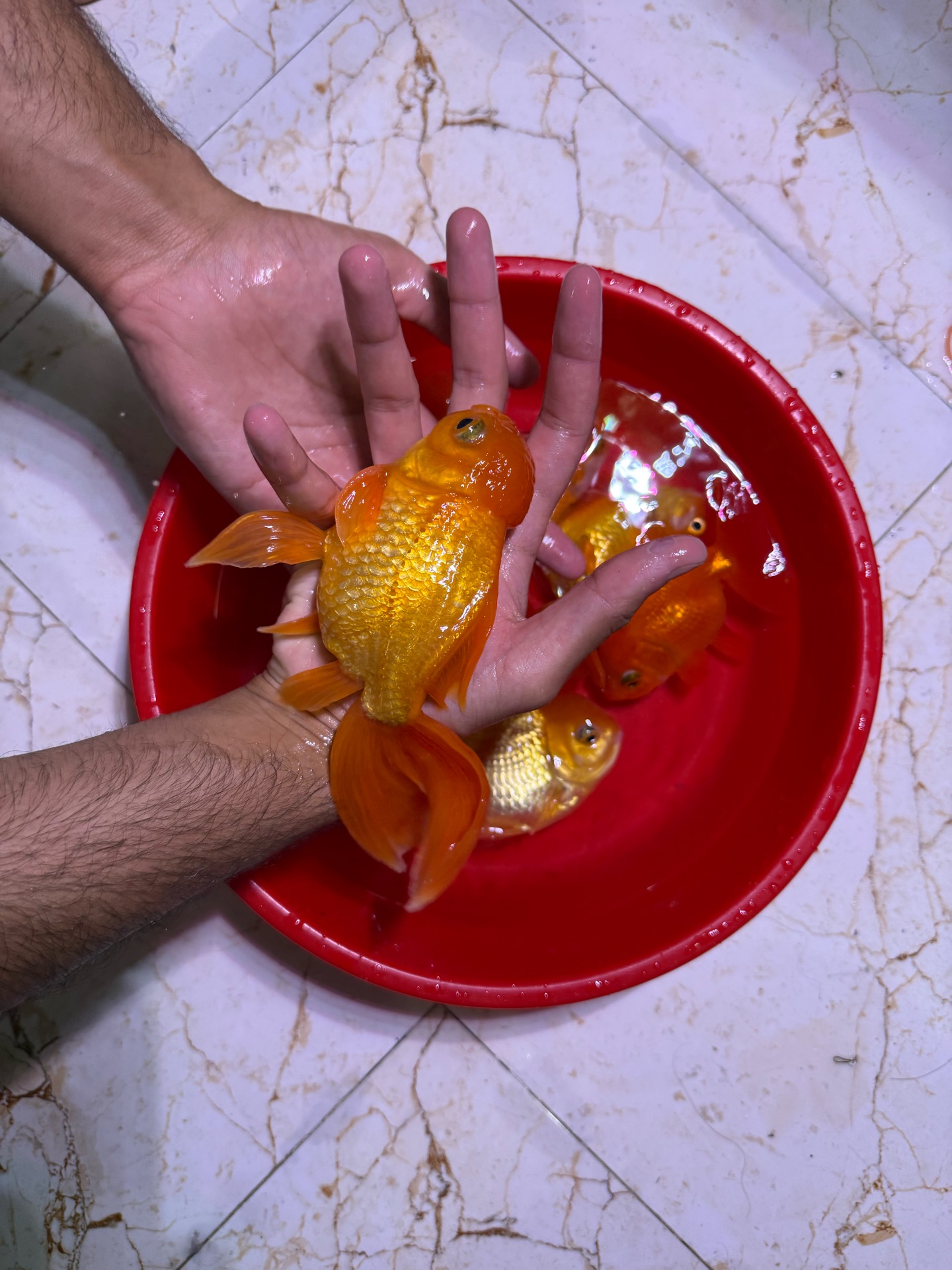 Oranda goldfish jumbo pair - Image 4