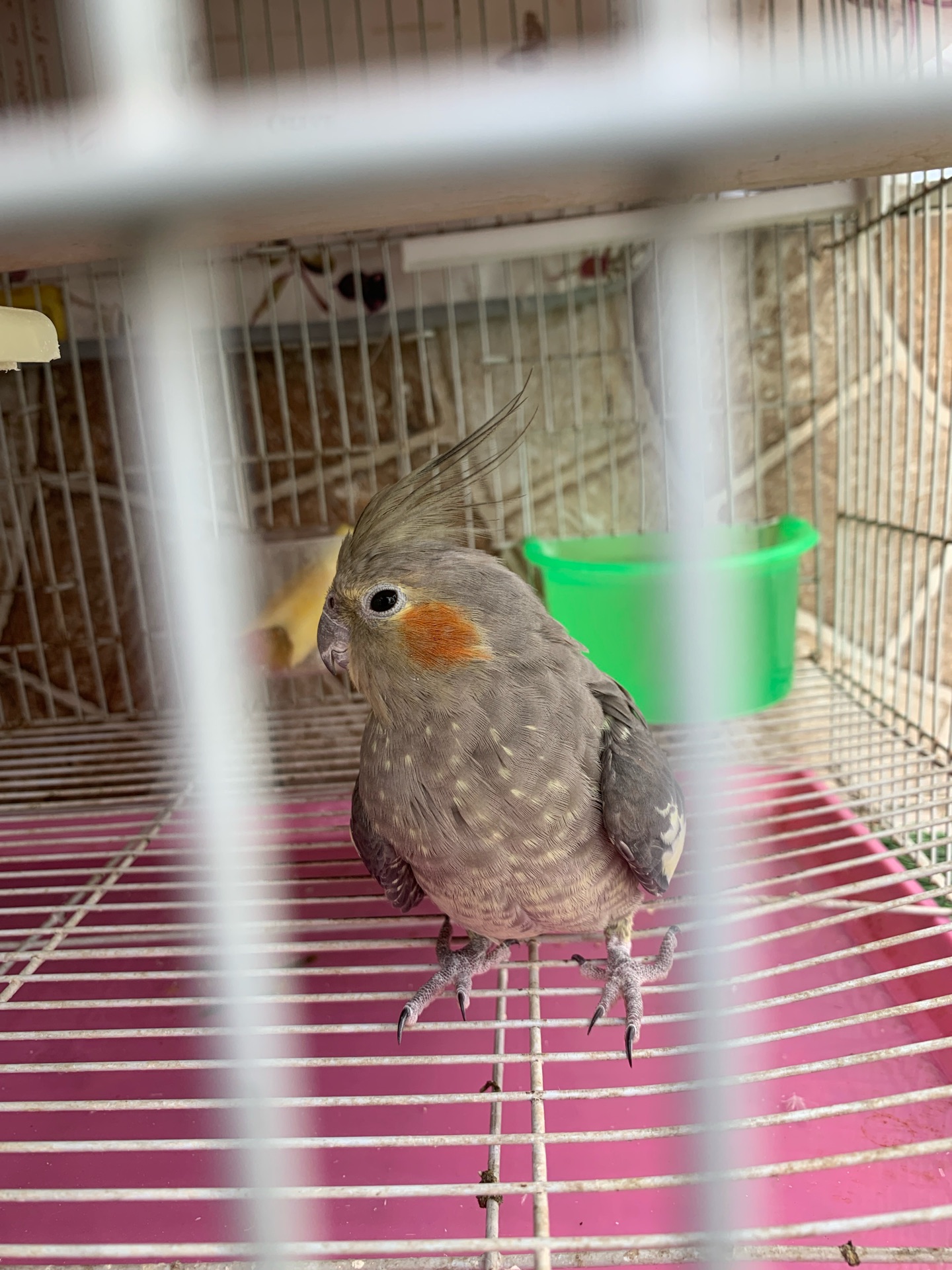 Cockatiels pair with big cage for sale  - Image 5