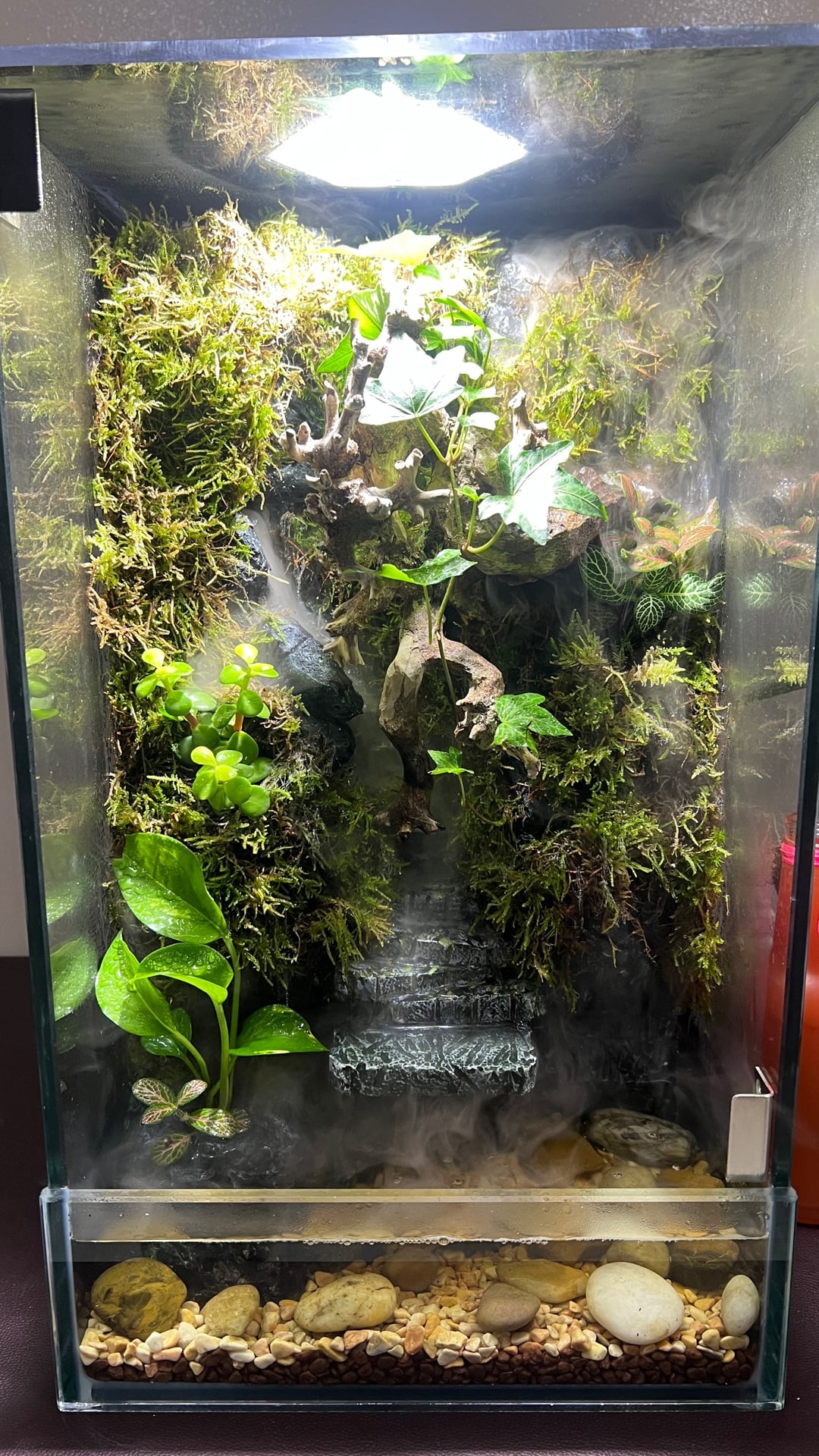 paludarium/terrarium for sale - Image 1