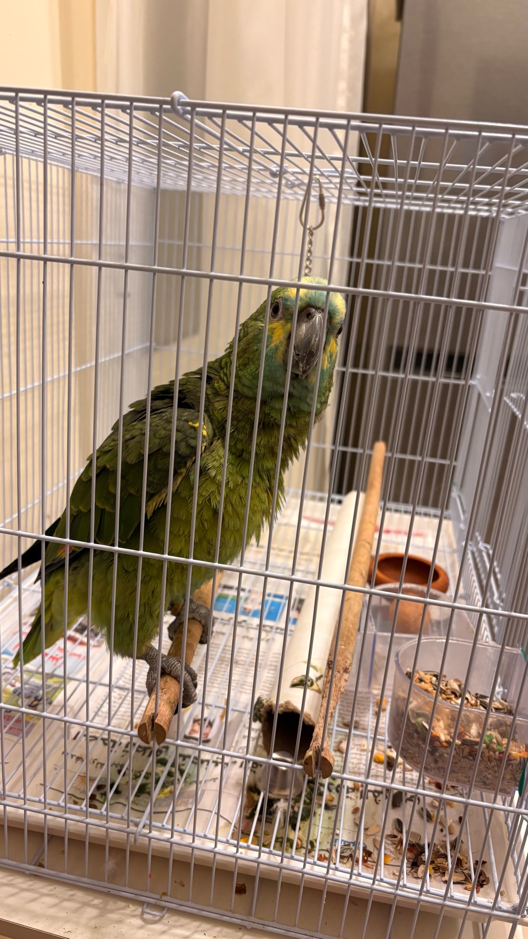 Young Amazon bird  - Image 3