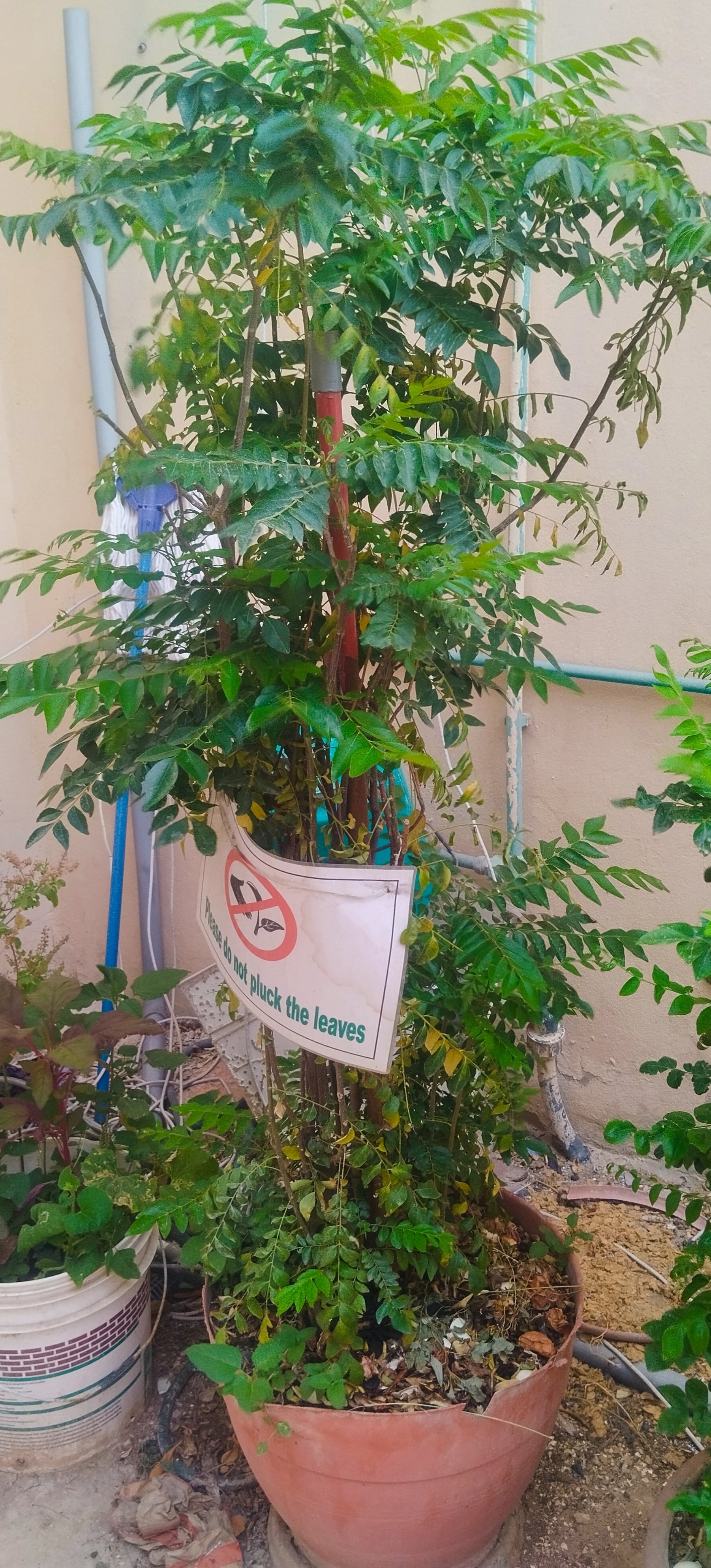 plants - Image 2