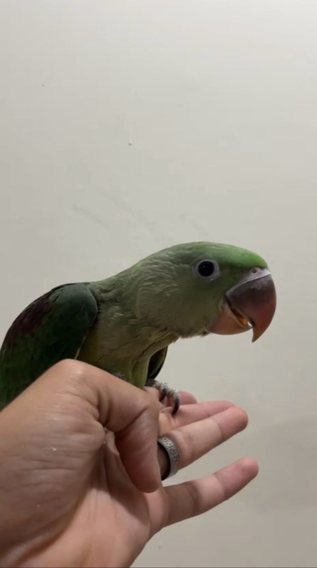 Alexander /nepali parrot chick(male) - Image 3