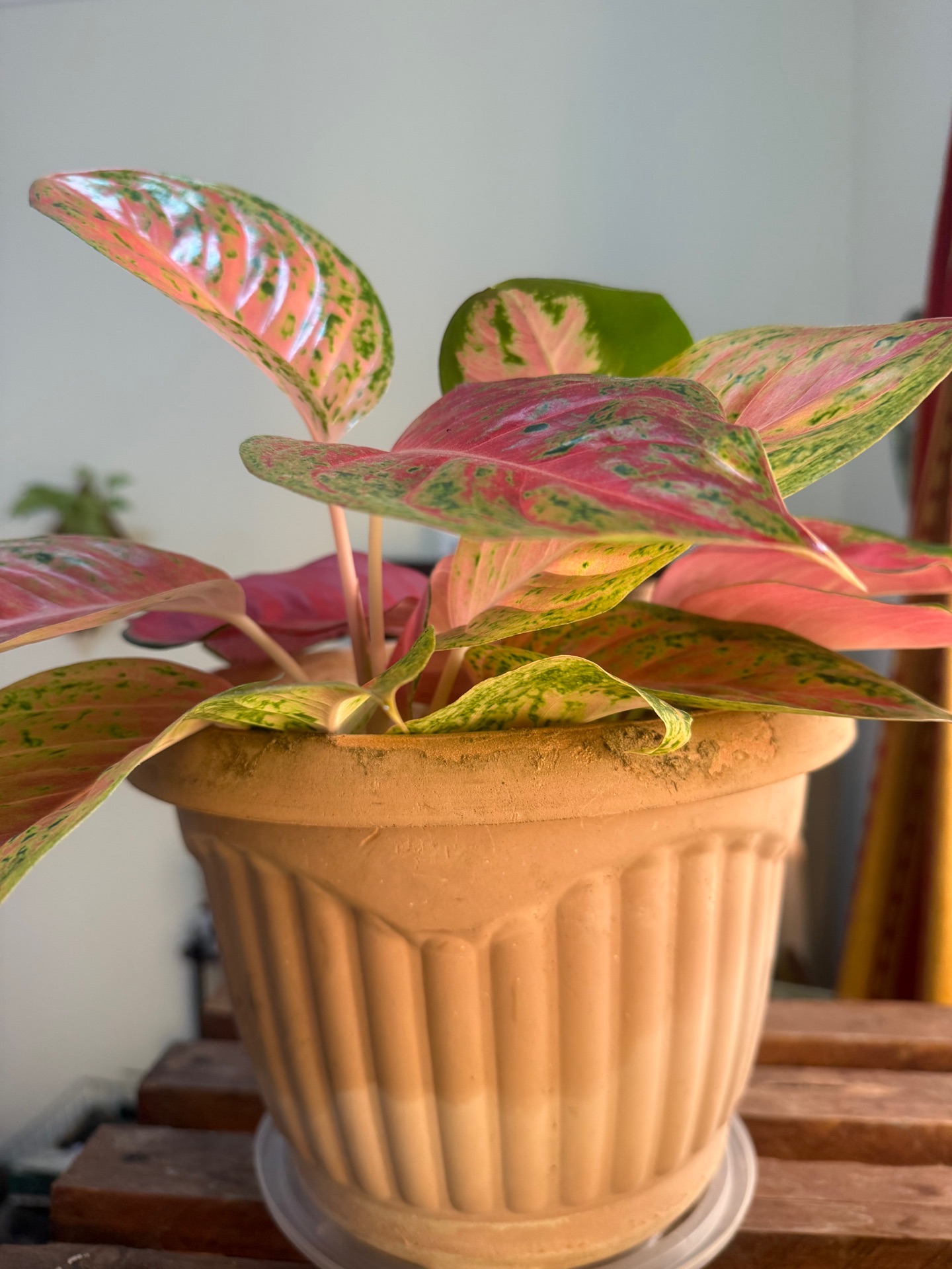 Zigzag plant stand with indoor plant  - Image 7