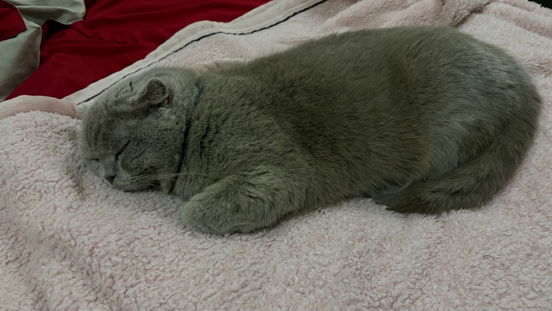 Two Scottish fold cats for adoption  - Image 10