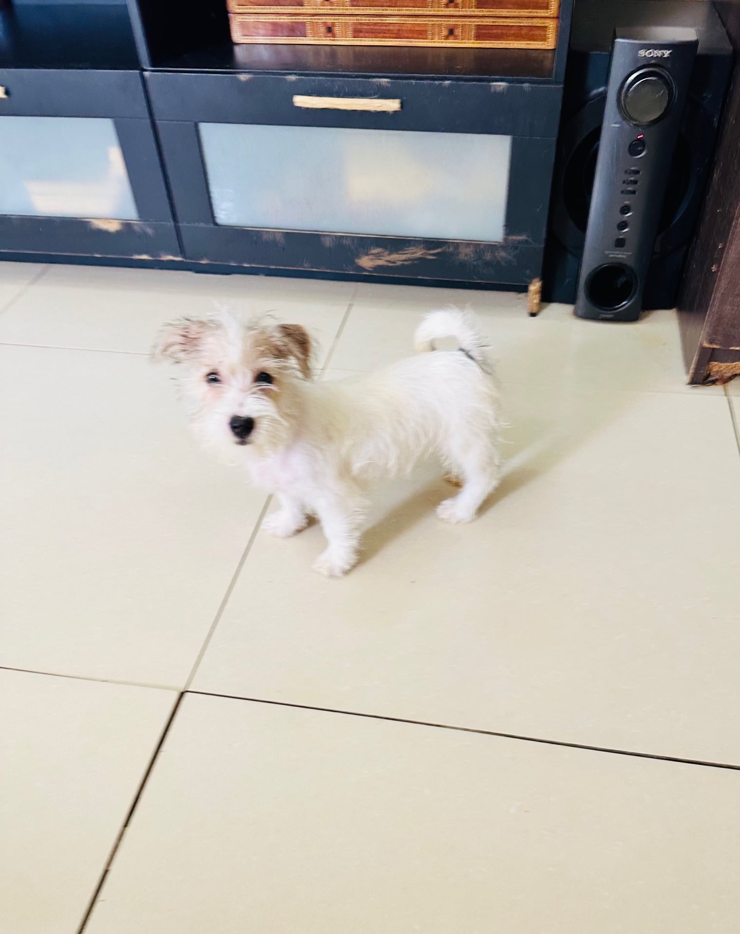Jack Russell Terrier  - Image 2