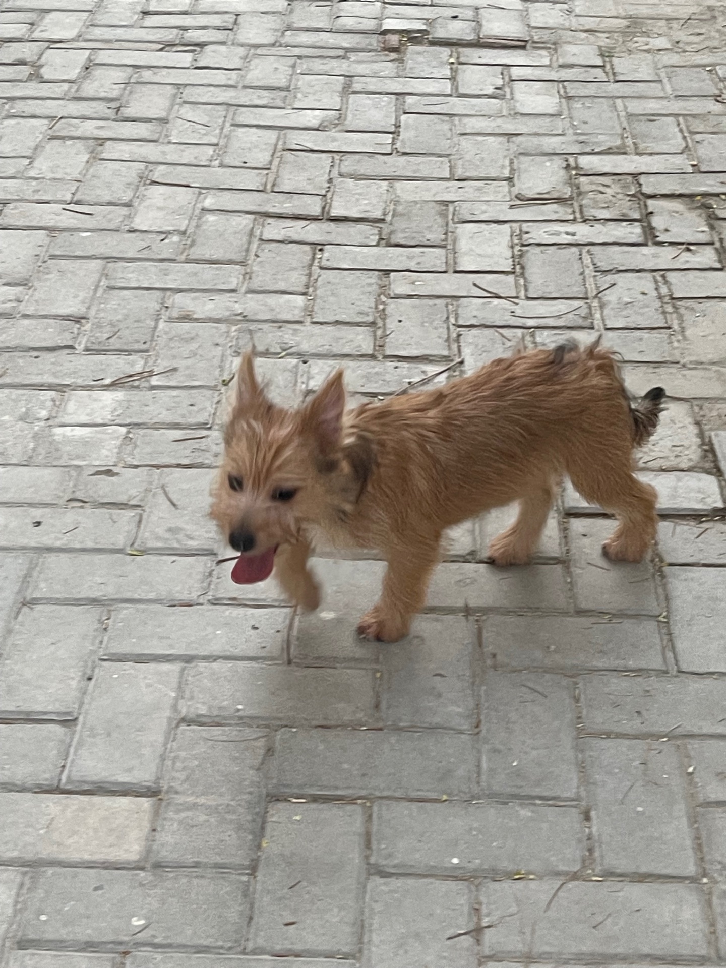 5  month old Puppies - Image 8