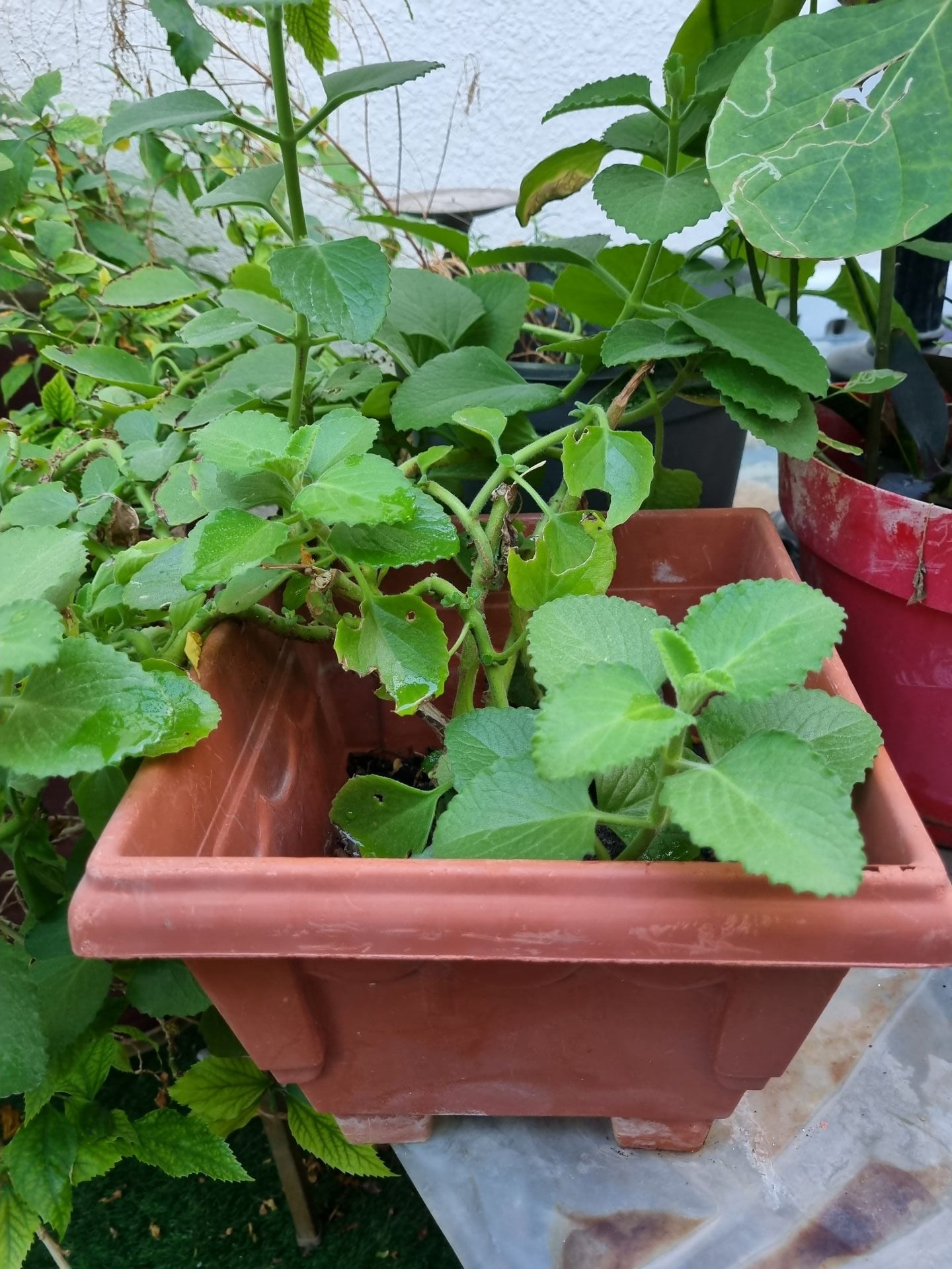 Big pots with flourishing plants - Image 1